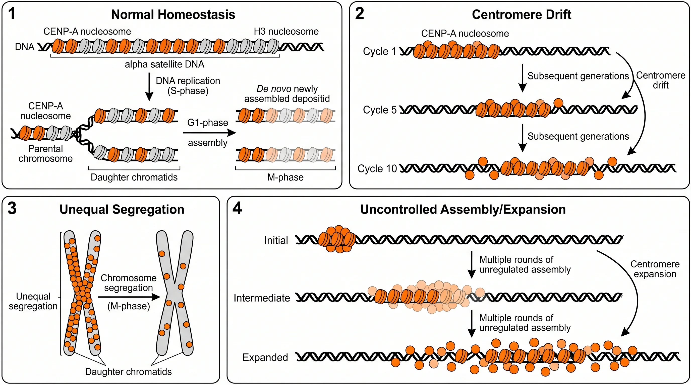Regolazione della cromatina CENP-A e ciclo cellulare
