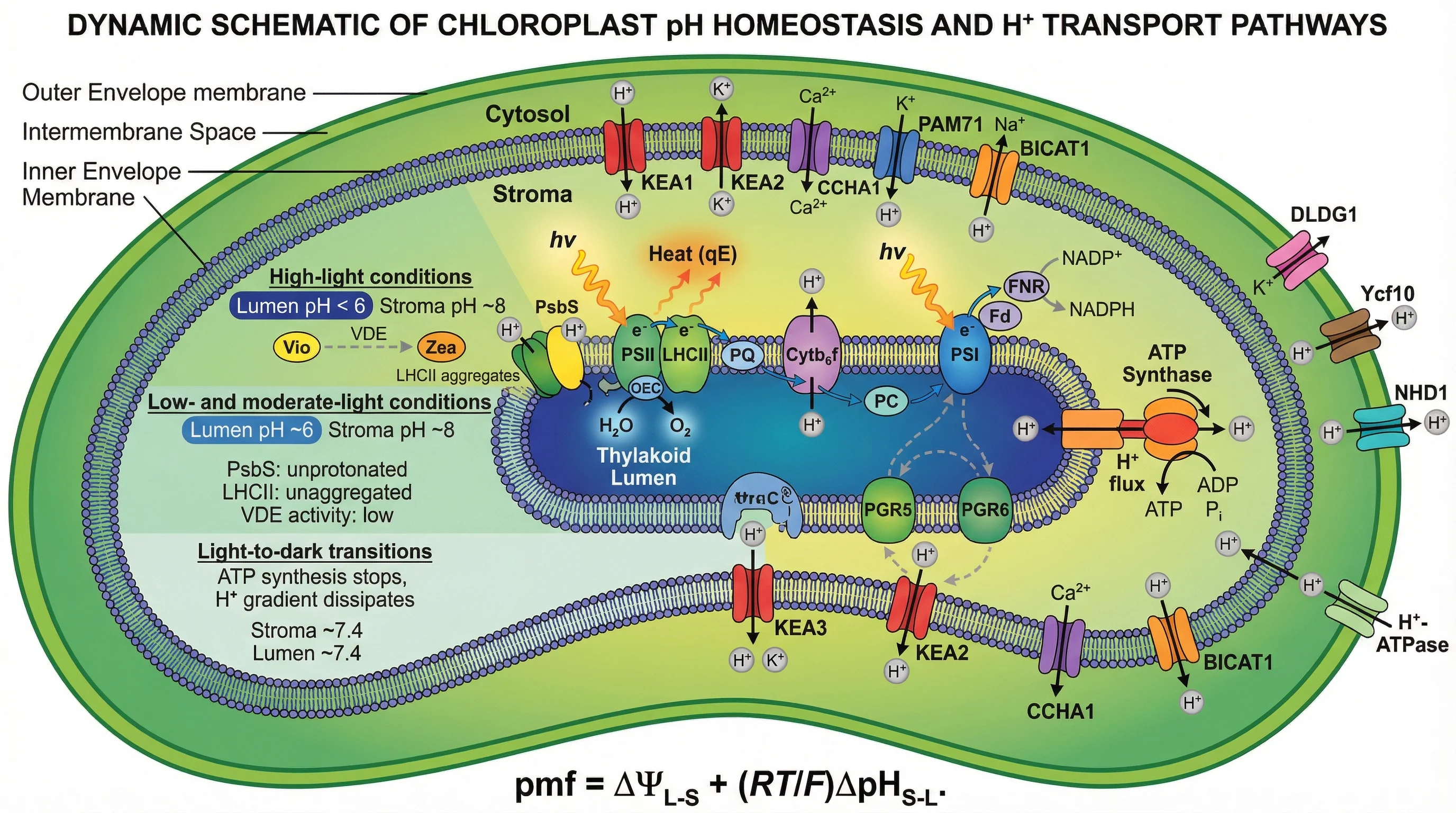Omeostasi del pH del cloroplasto e trasporto di protoni