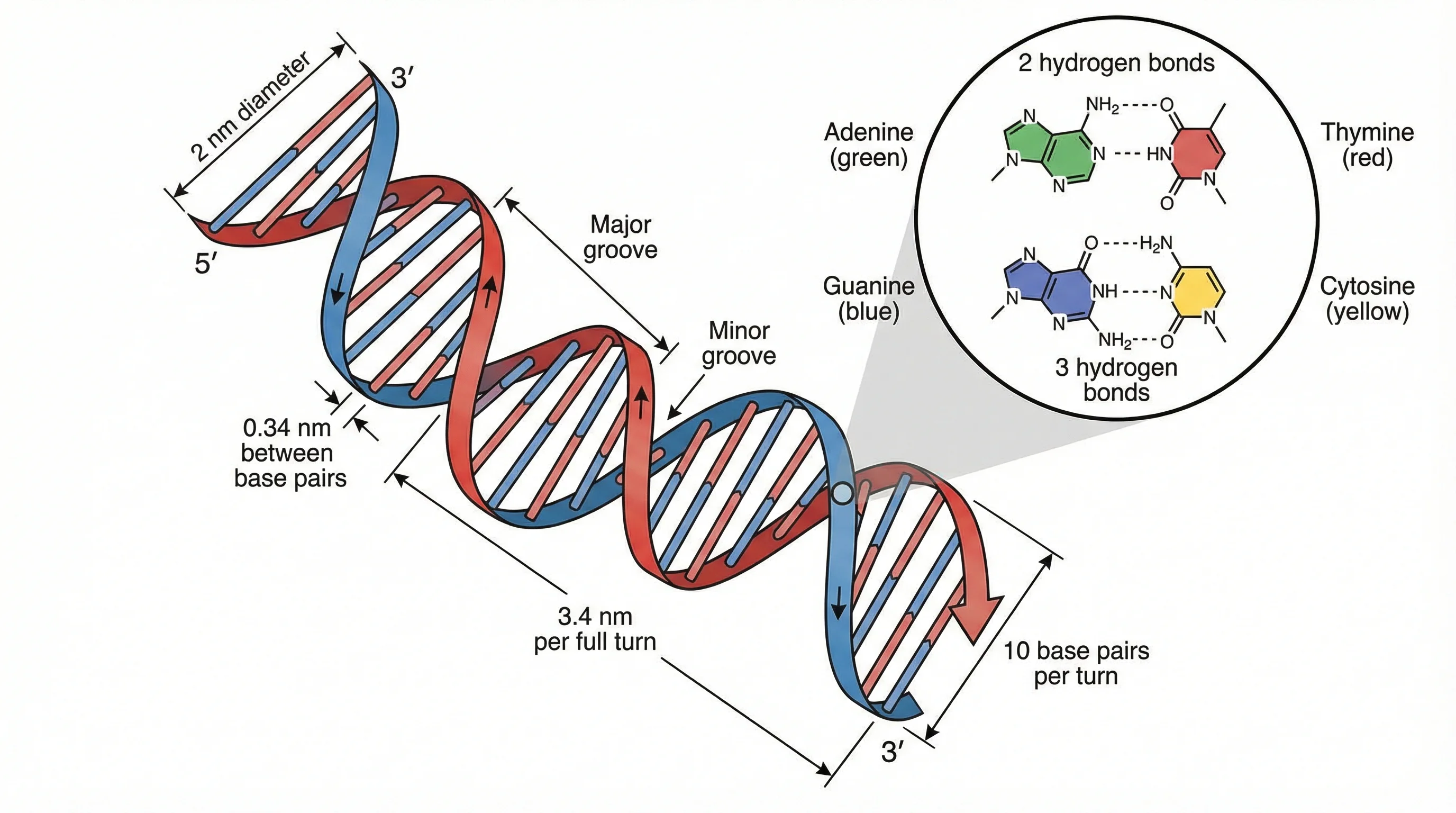 DNA Double Helix Structure
