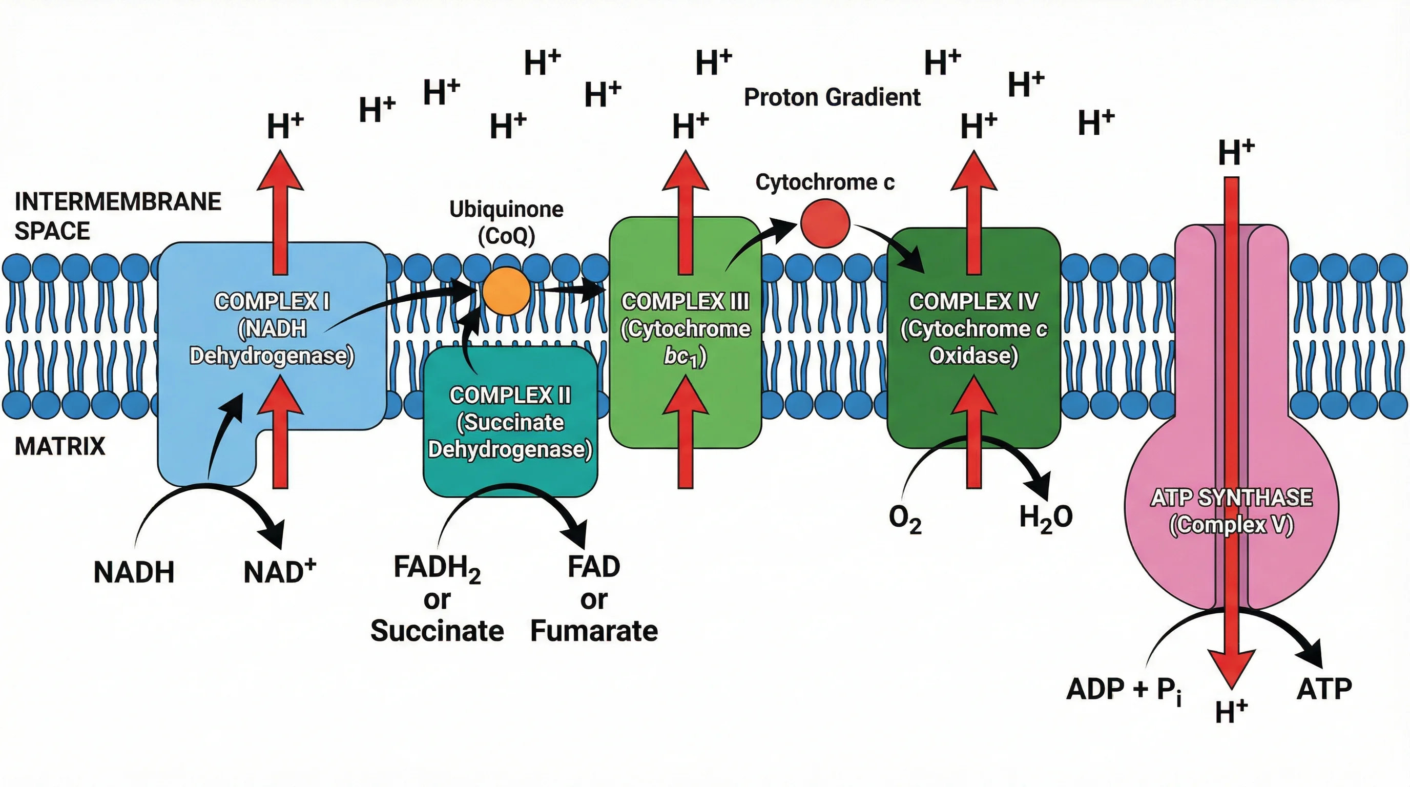 Mitochondrial Electron Transport Chain