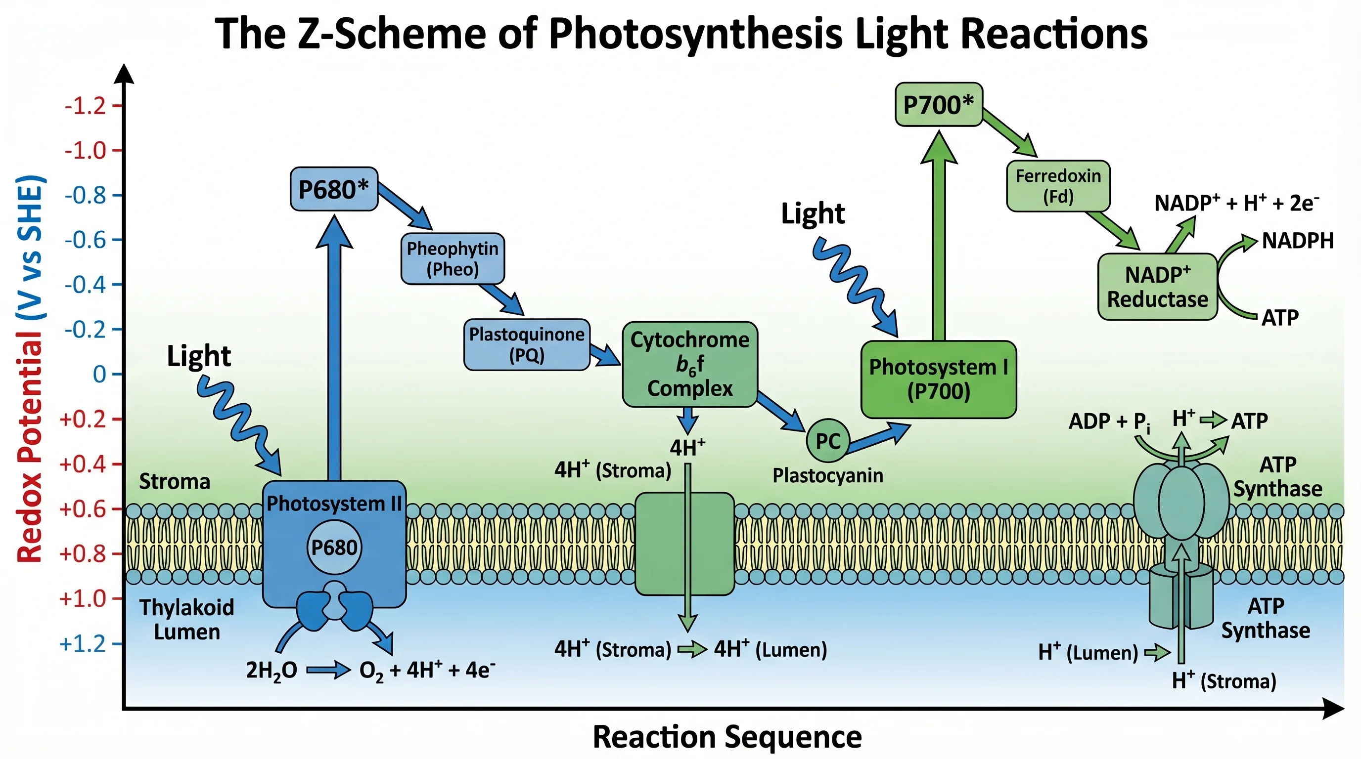 Photosynthesis Light Reactions Z Scheme