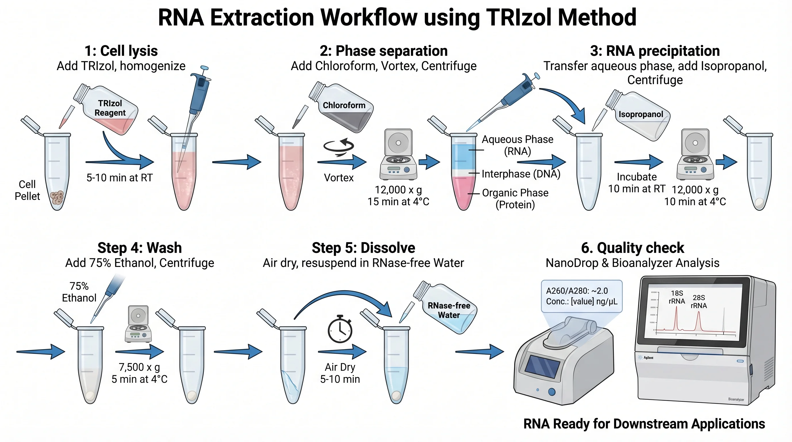 RNA Extraction Trizol Protocol