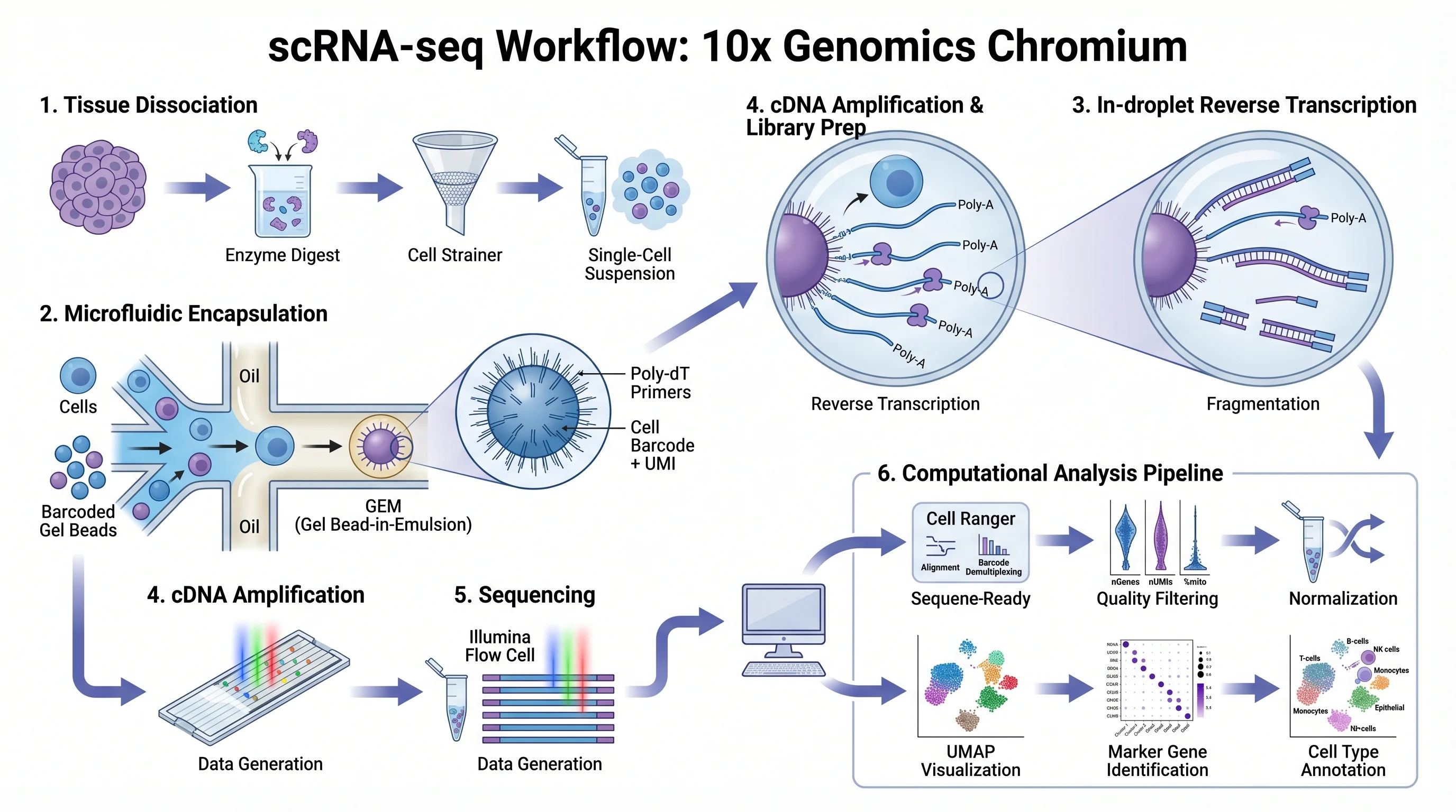 Single Cell RNA Sequencing Workflow