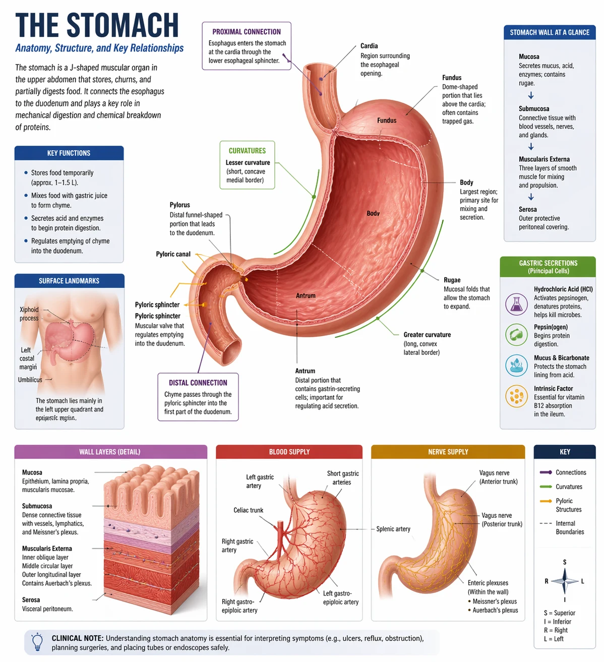 GPT Image 2 anatomy-style concept figure with English labels