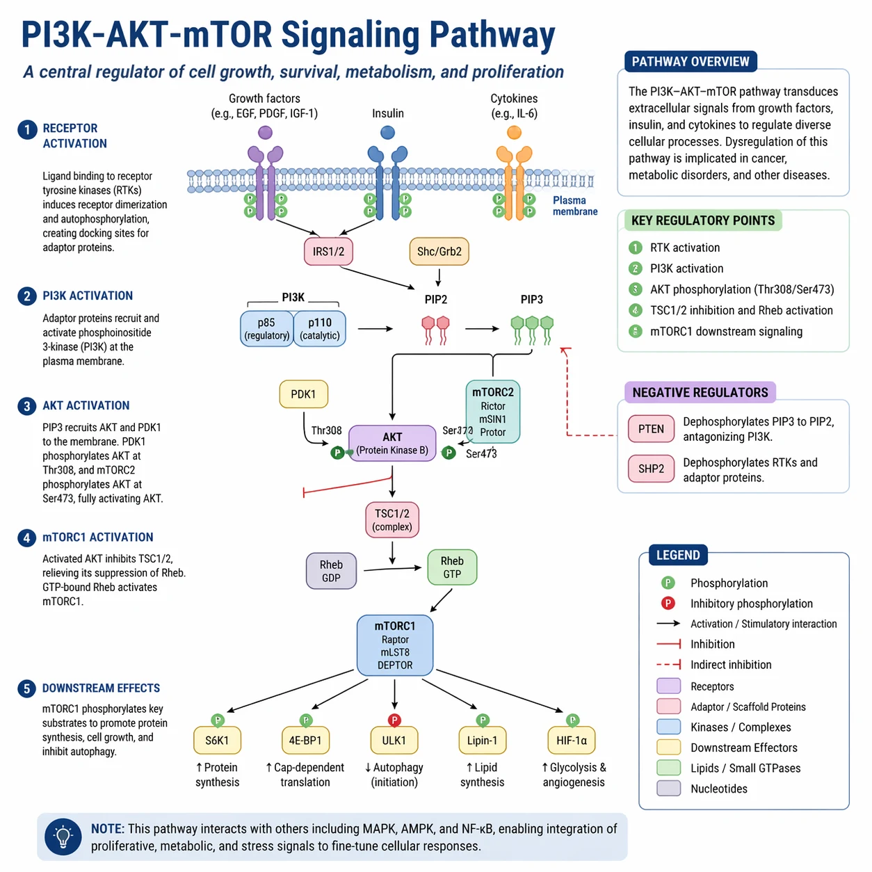 GPT Image 2 annotated signaling pathway figure with English labels