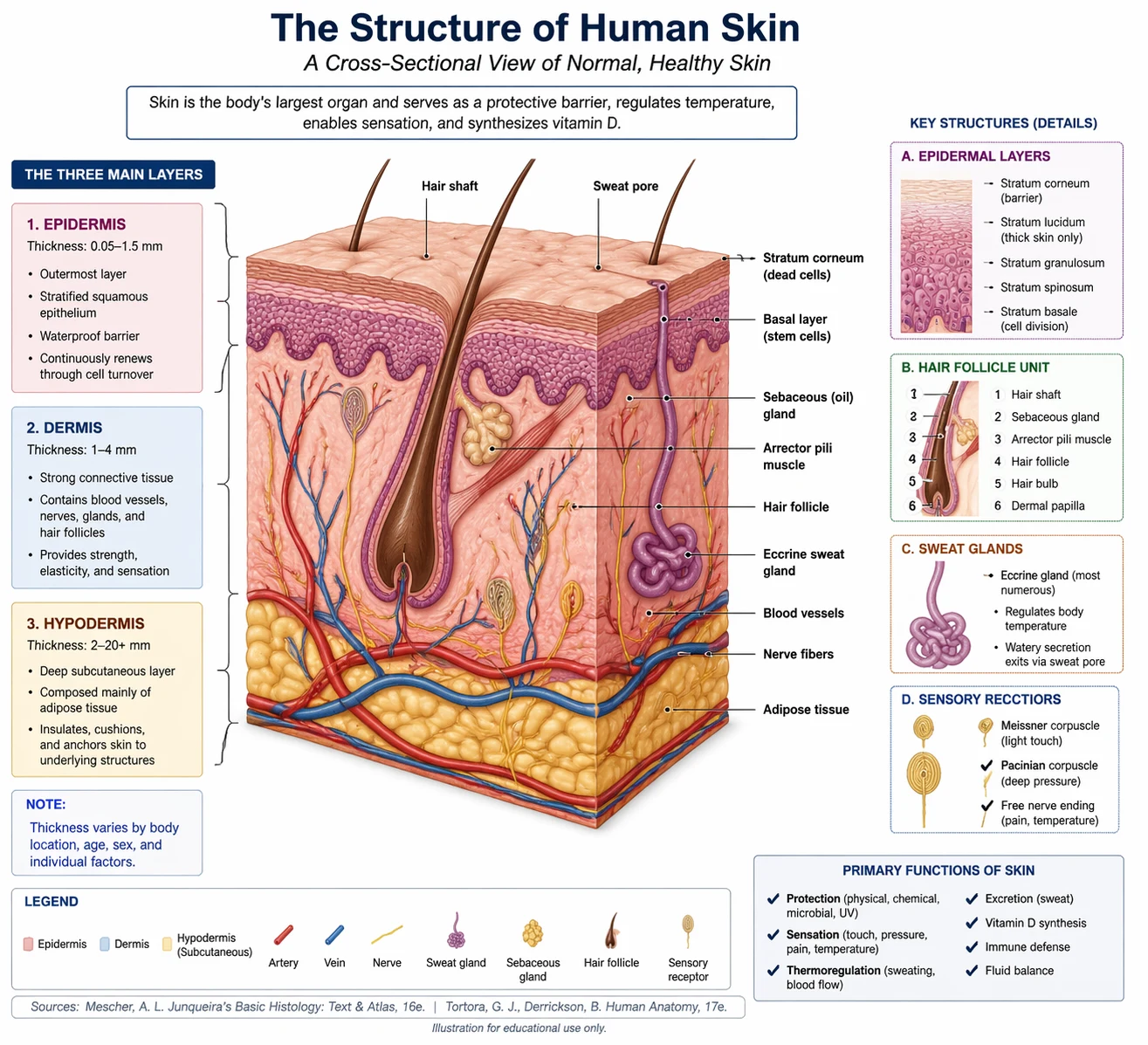 GPT Image 2 cross-sectional educational figure with English labels