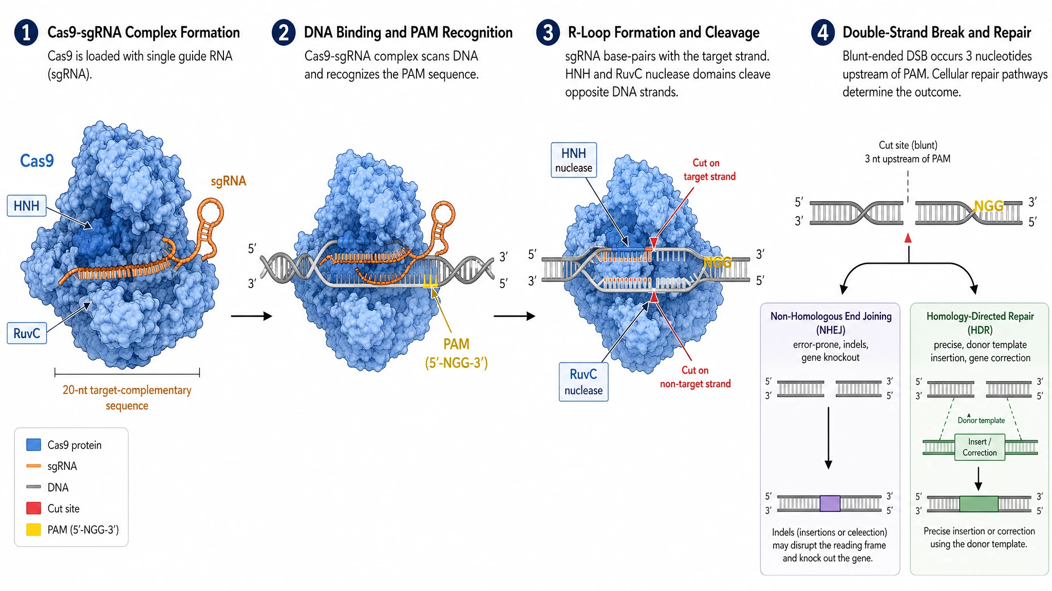 GPT Image 2 — CRISPR-Cas9 Cutting Mechanism