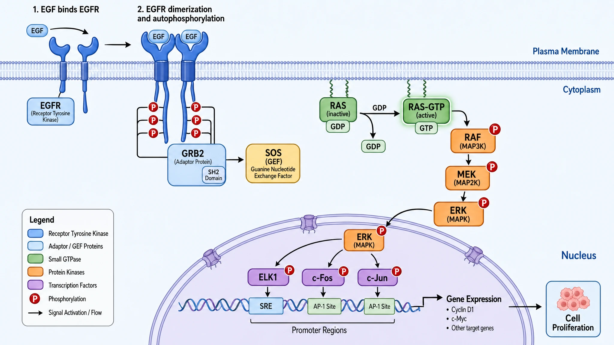 GPT Image 2 — EGFR / RAS / MAPK Signaling Cascade