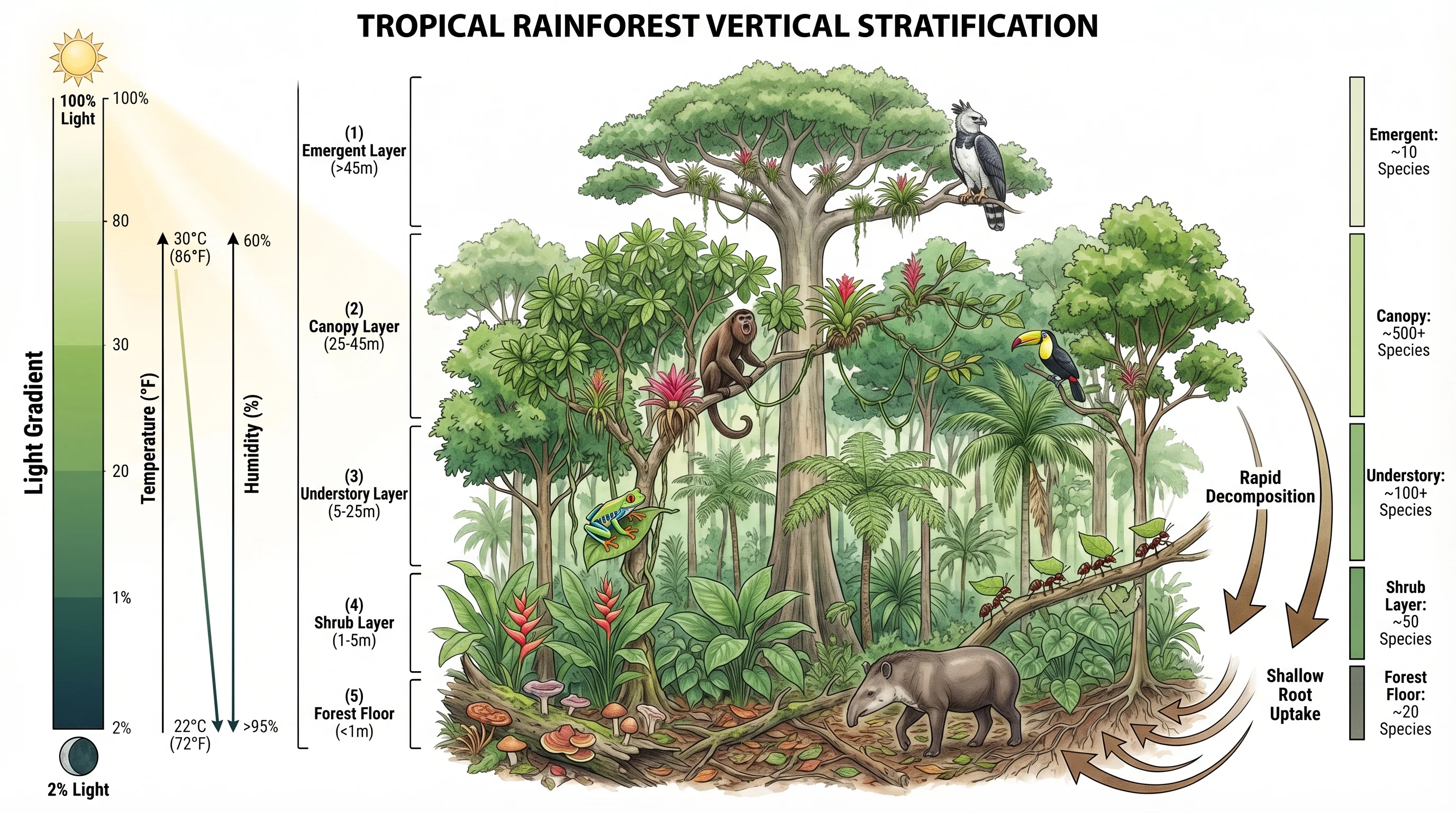 Nano Banana 2 — Rainforest Canopy Stratification