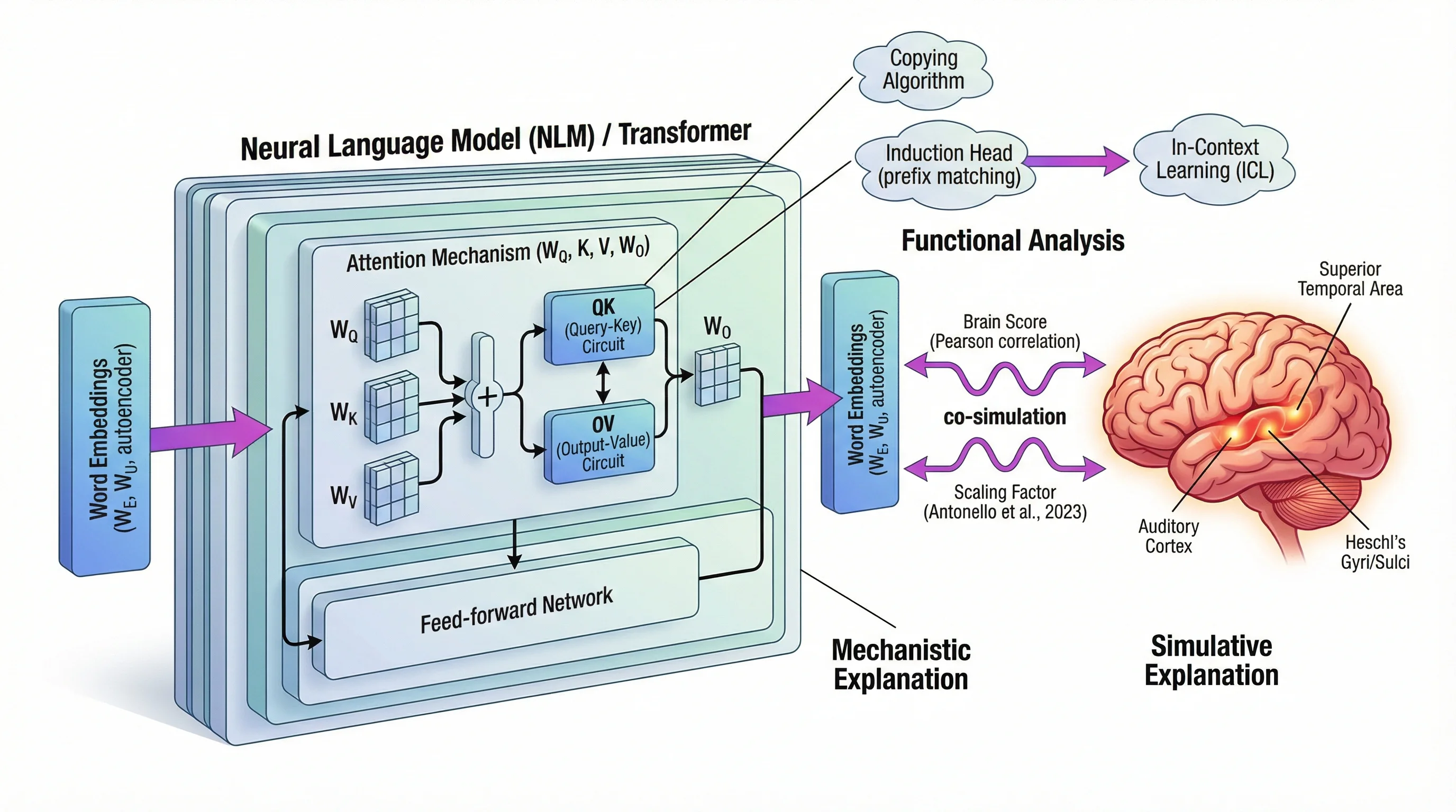 Nano Banana 2 — Transformer Architecture And Brain Language Processing
