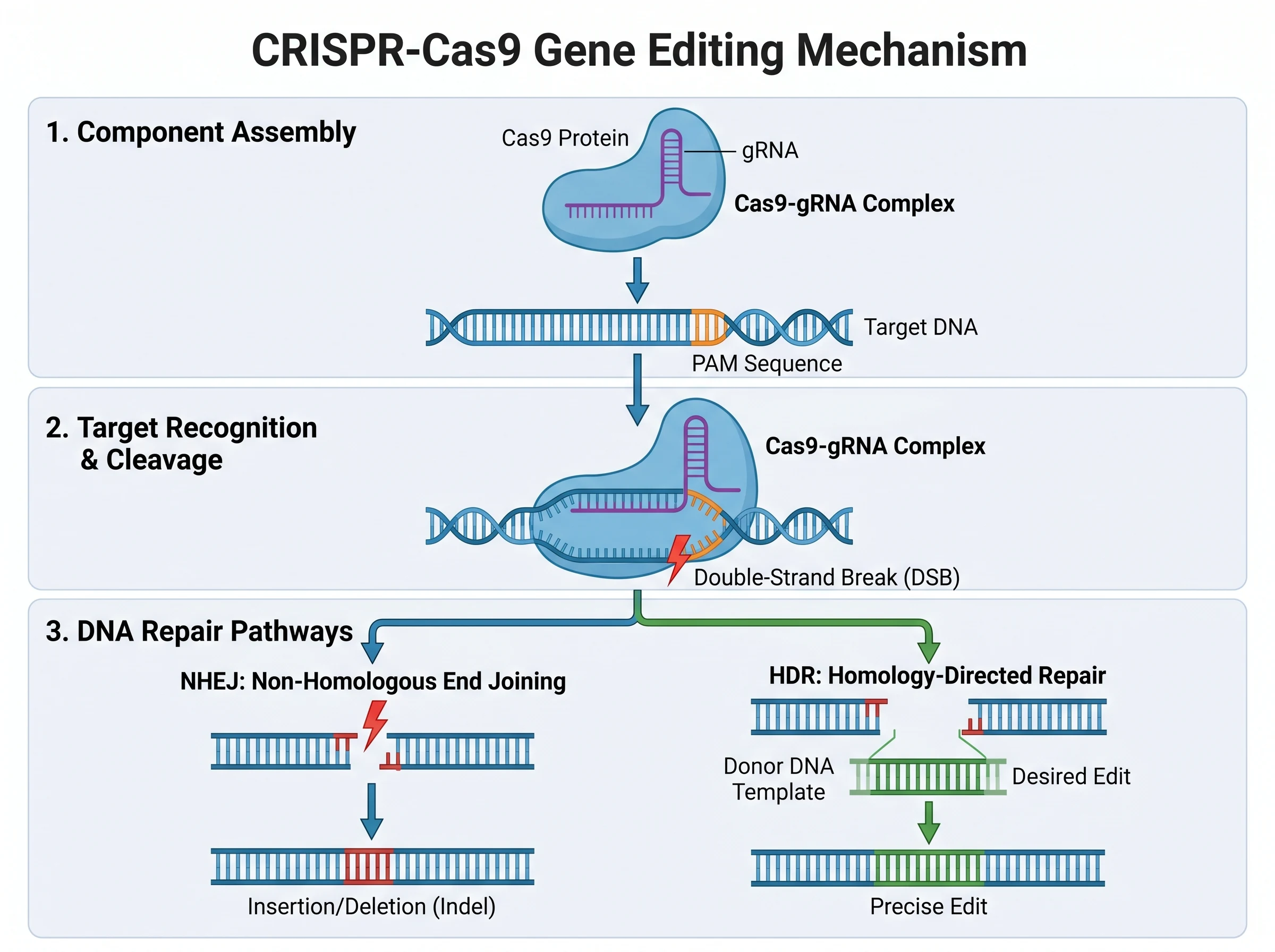 Nano Banana Pro high-fidelity CRISPR mechanism figure example