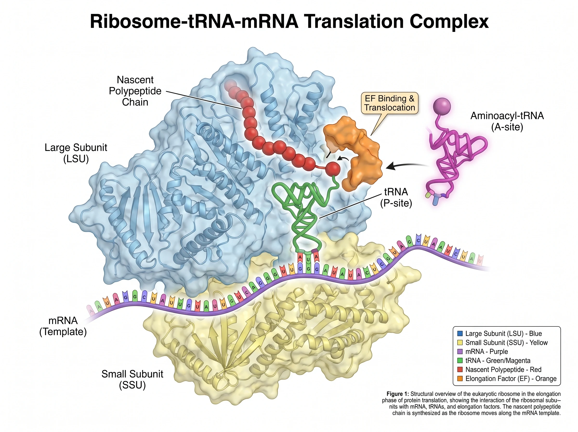 Nano Banana Pro multi-object biomolecular figure example