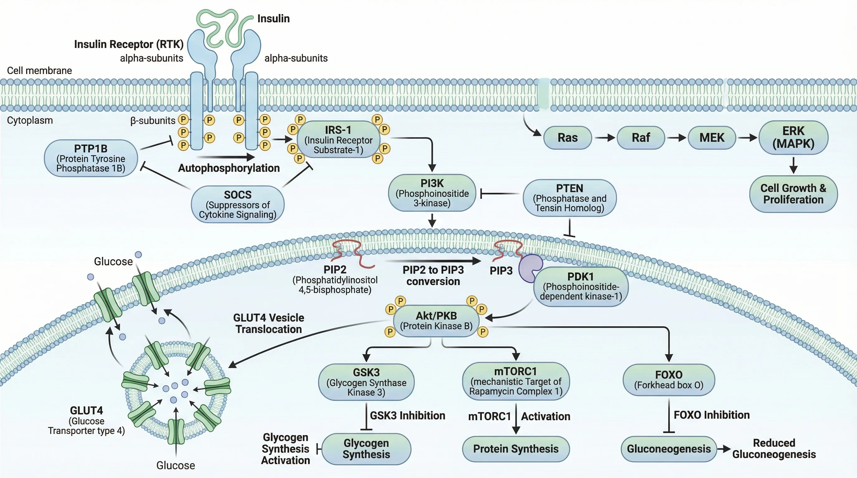 Nano Banana Pro — Insulin Signaling Pathway