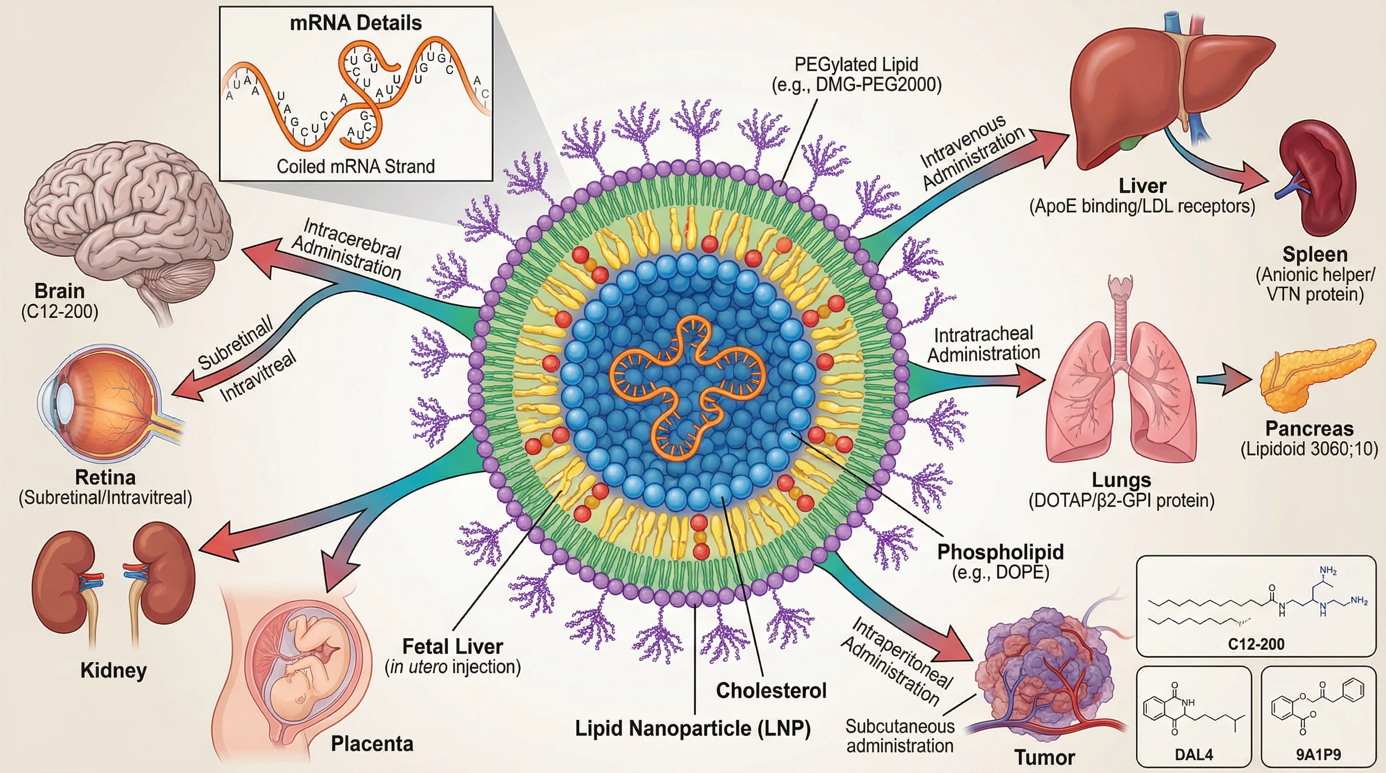 Nano Banana Pro — Lipid Nanoparticle Targeted Biodistribution