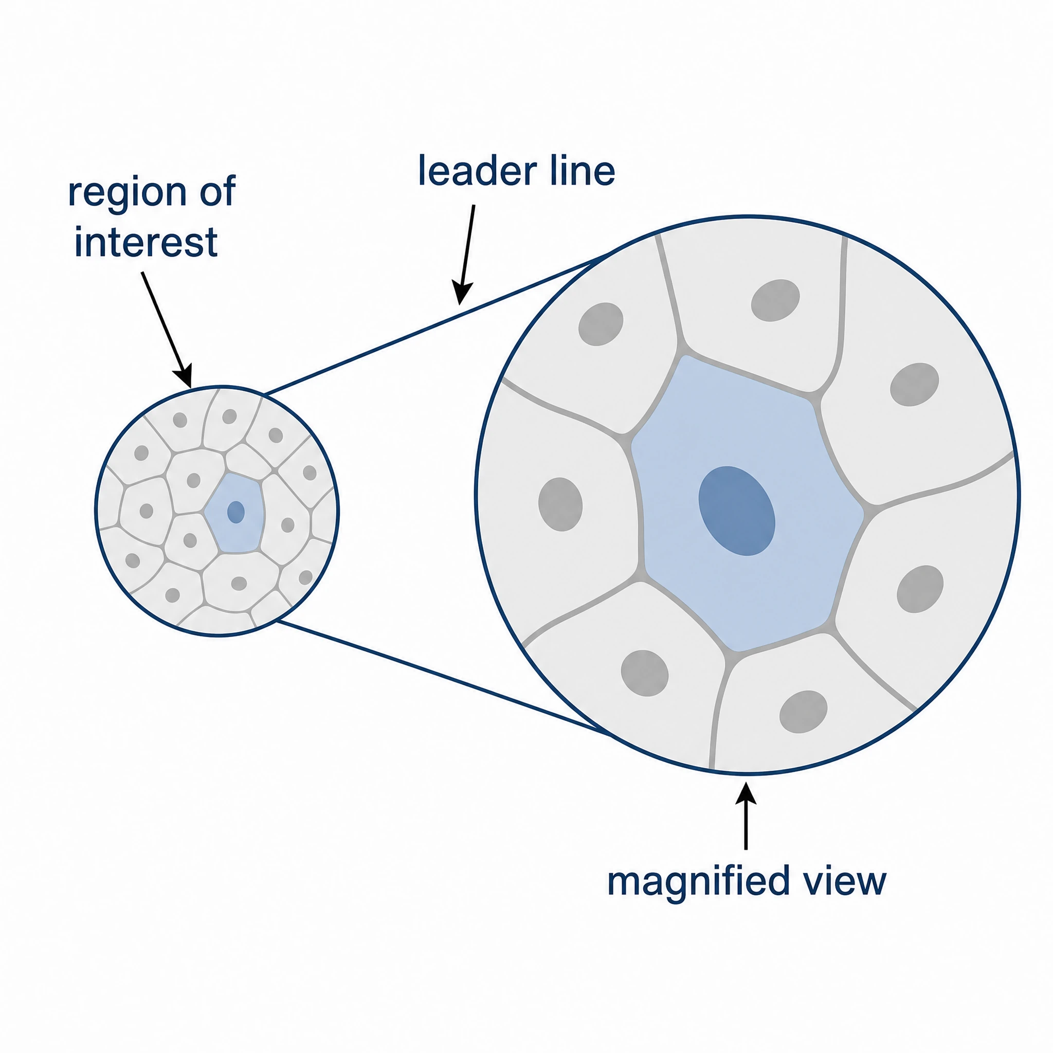 Labeled zoomed image callout diagram naming the region of interest, leader line, and magnified view (Figure generated with SciFig)