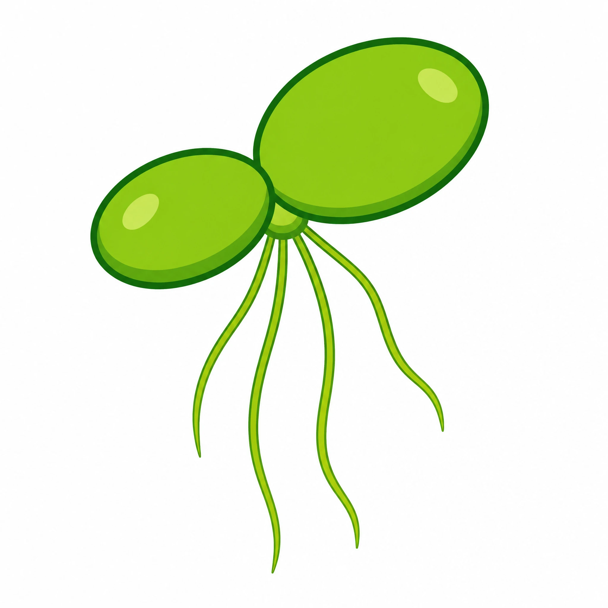 Simple flat clipart duckweed plant with stylized green fronds and roots (Figure generated with SciFig)
