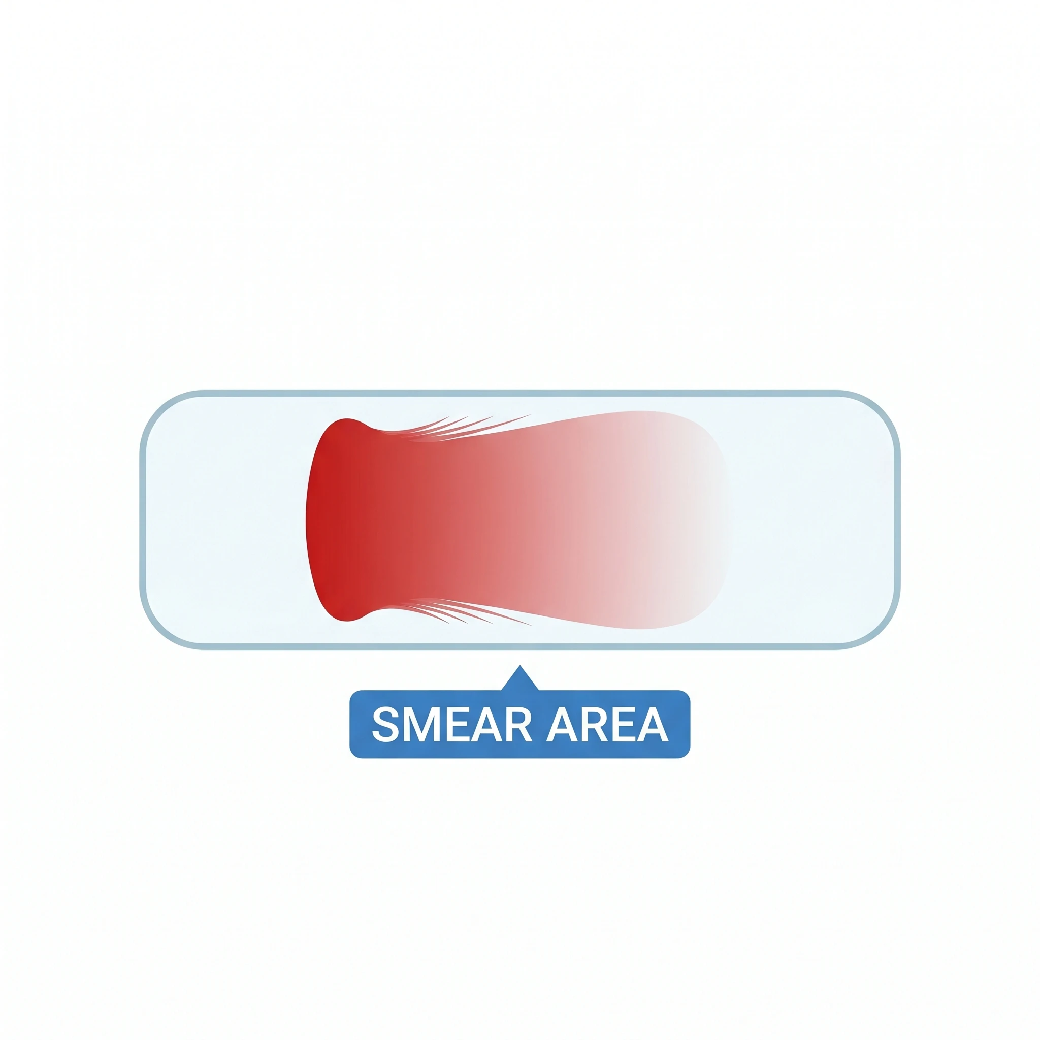 Icon of a single blood smear microscope slide with a feathered blood film (Figure generated with SciFig)