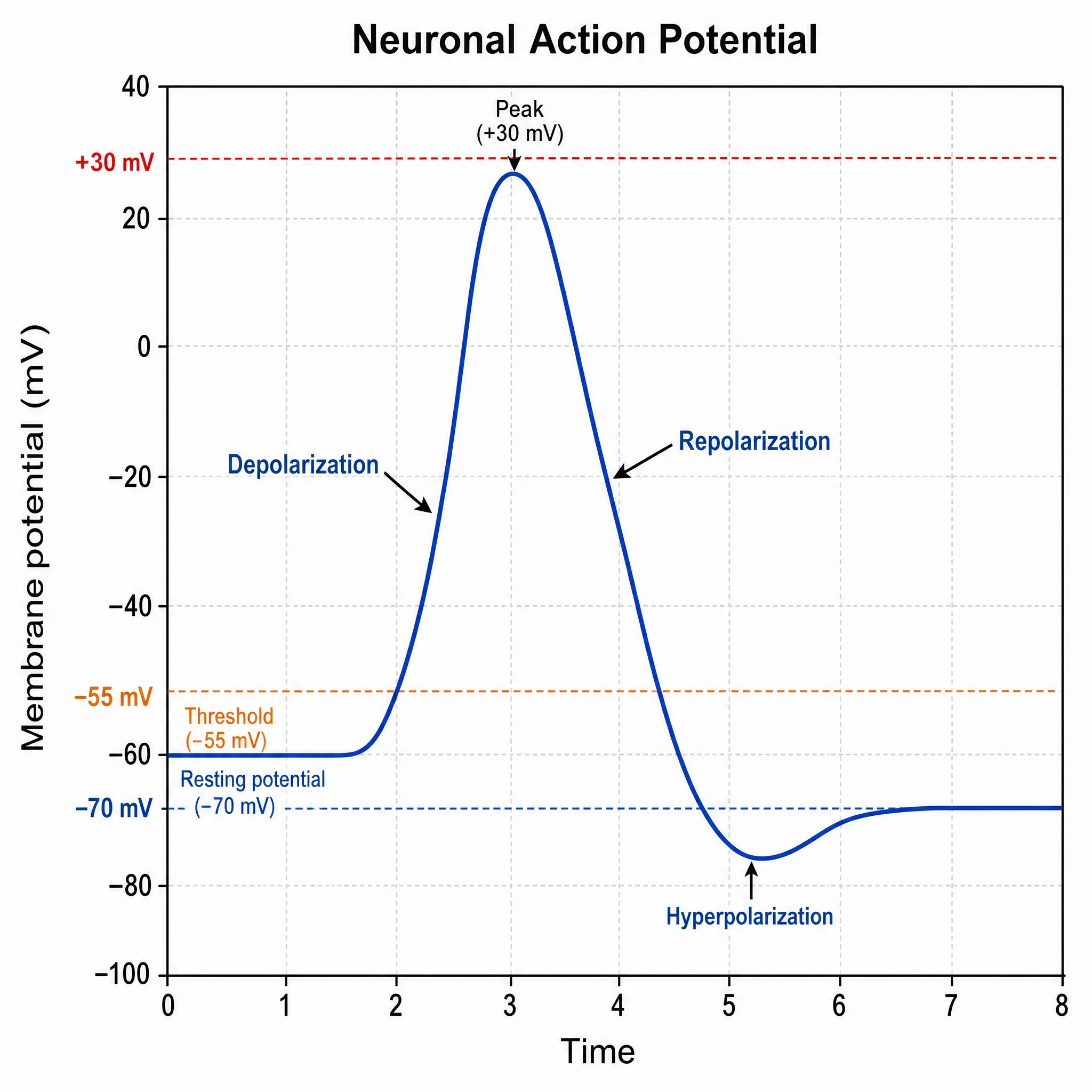 Fully labeled action potential diagram with gridlines and marked -70 mV, -55 mV threshold, and +30 mV peak (Figure generated with SciFig)