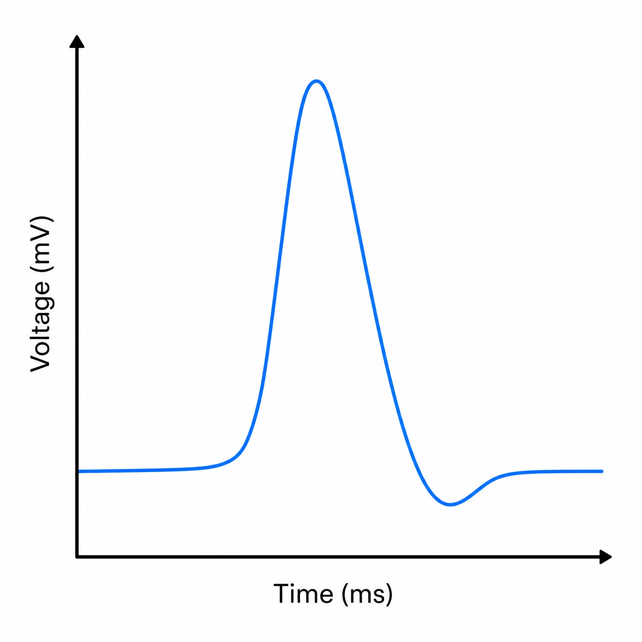 Clean minimal action potential graph showing the voltage spike curve on labeled axes (Figure generated with SciFig)