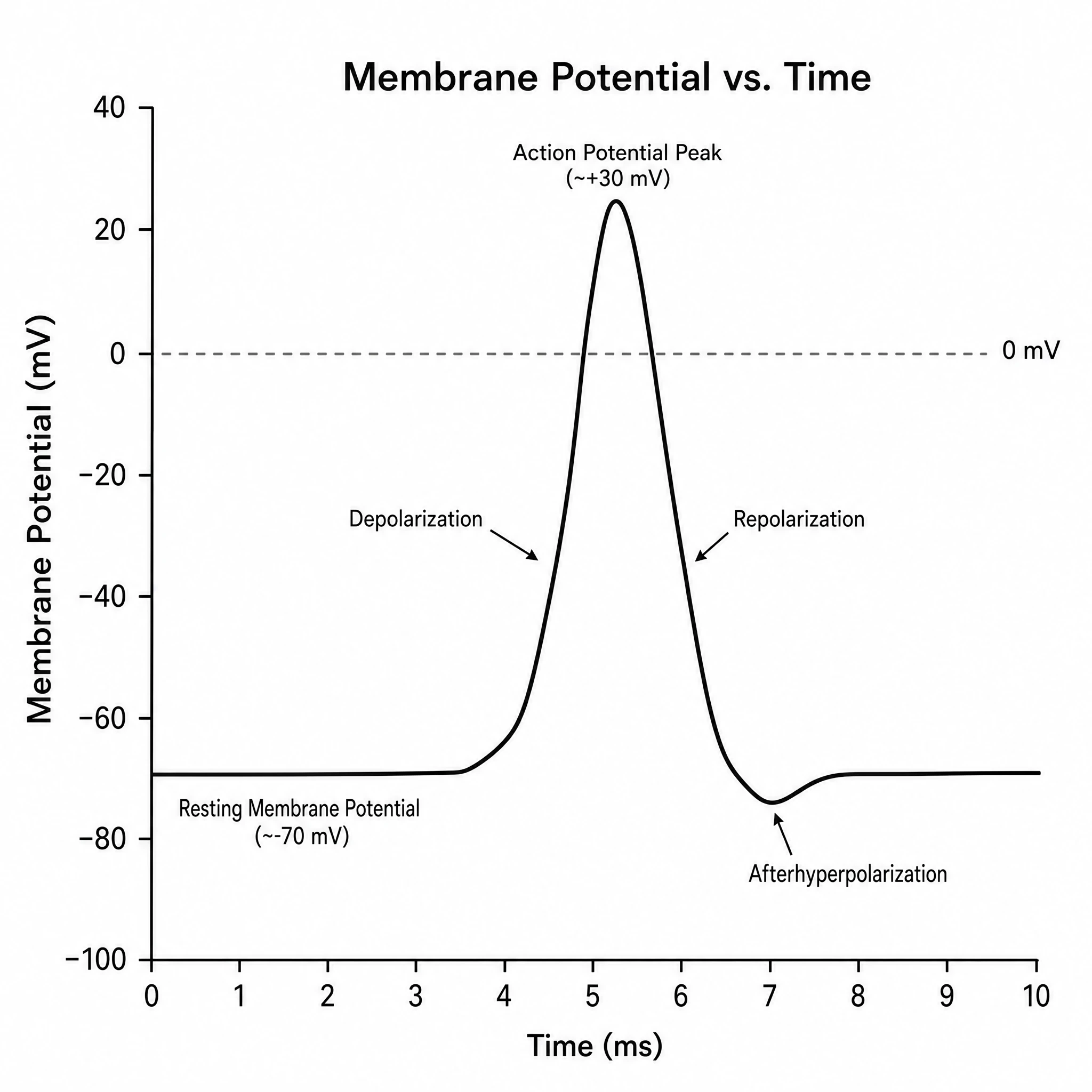 Membrane potential graph showing a -70 mV resting line with a single action potential spike (Figure generated with SciFig)