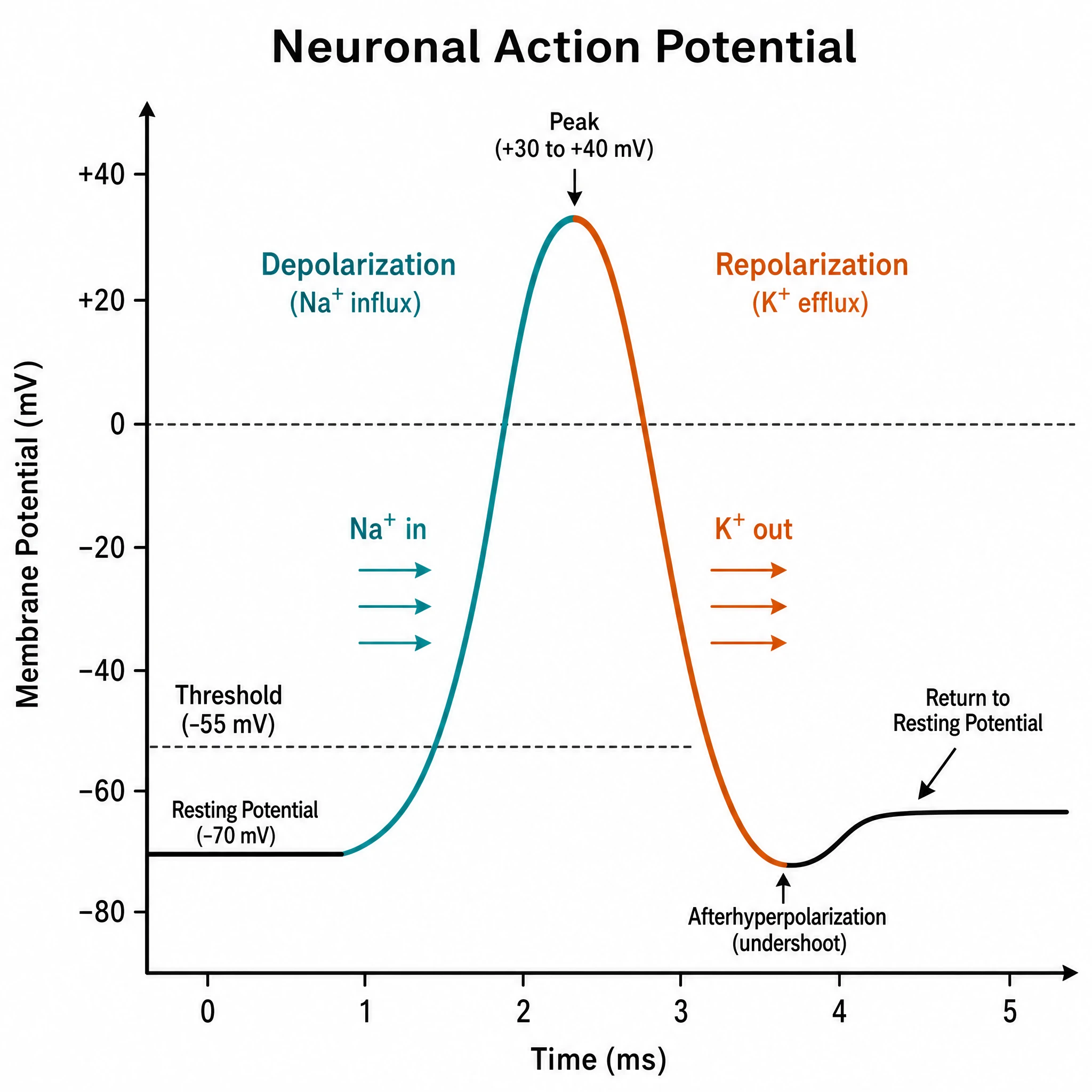 Action potential graph color-coding the depolarization and repolarization phases with sodium and potassium arrows (Figure generated with SciFig)