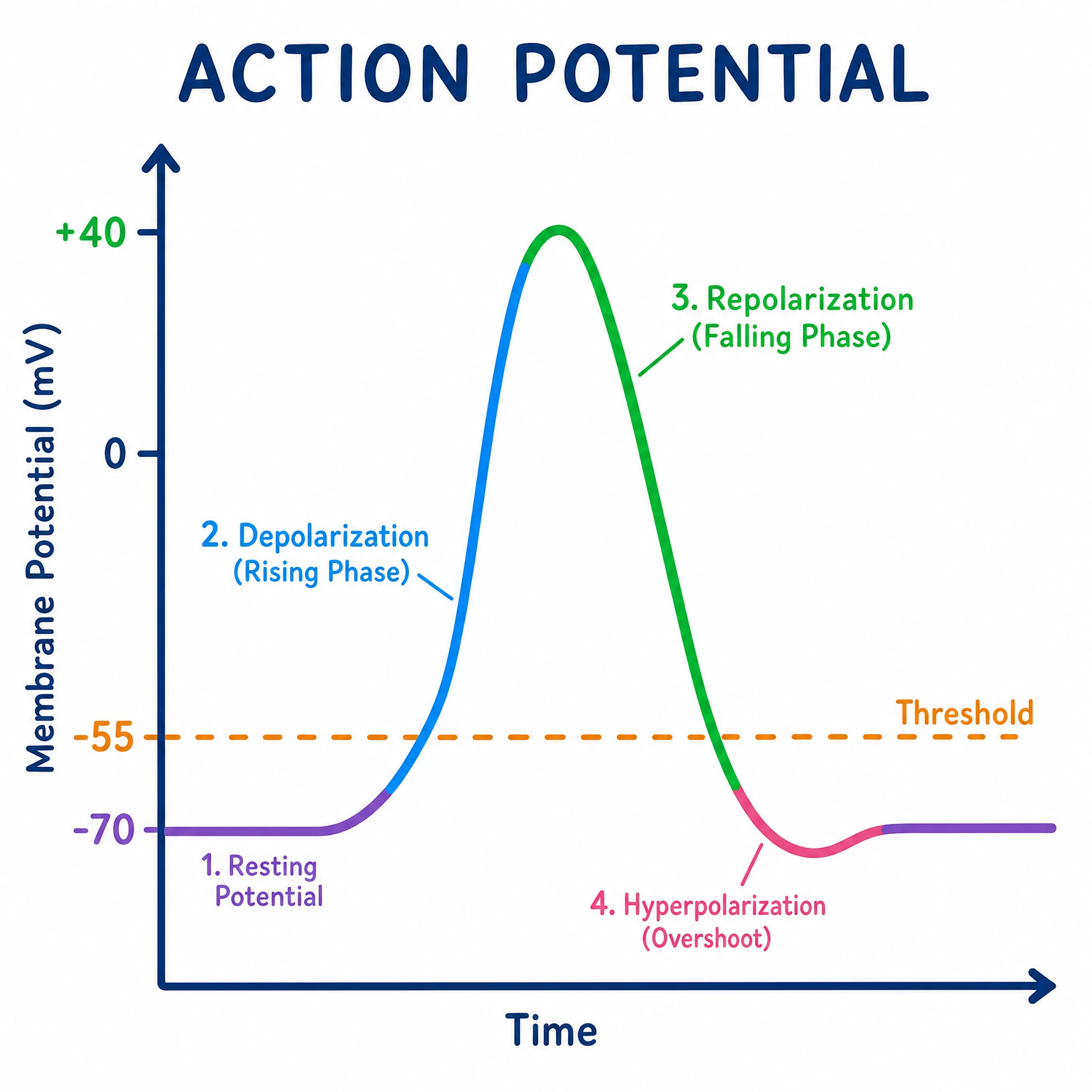 Simple flat clipart depolarization chart with a stylized action potential spike (Figure generated with SciFig)