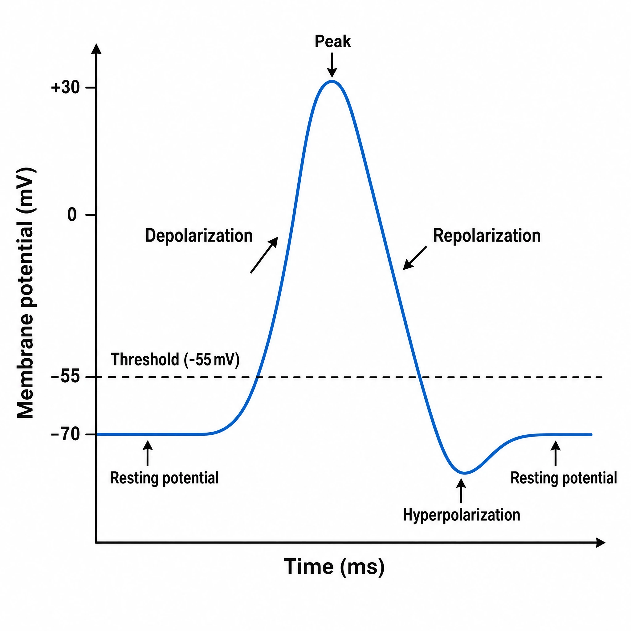 Labeled action potential graph plotting membrane potential over time with threshold, depolarization, +30 mV peak, repolarization, and hyperpolarization marked (Figure generated with SciFig)