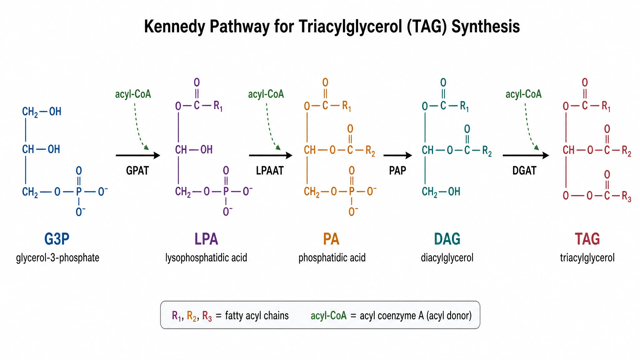 Step-by-step Kennedy pathway diagram for TAG synthesis with GPAT, LPAAT, PAP, and DGAT labeled (Figure generated with SciFig)