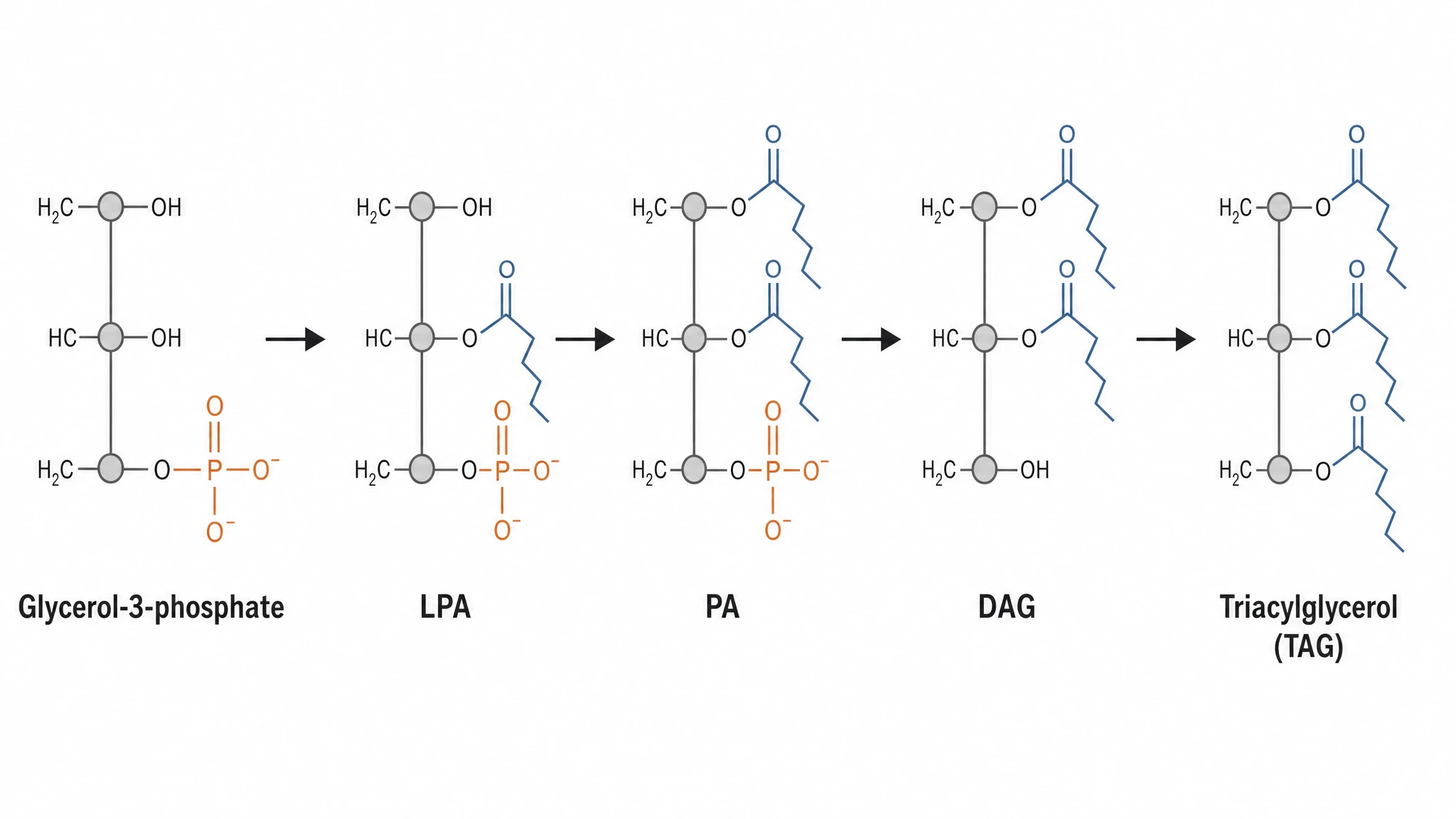 Simplified overview of triacylglycerol synthesis adding three fatty acid chains to a glycerol backbone (Figure generated with SciFig)