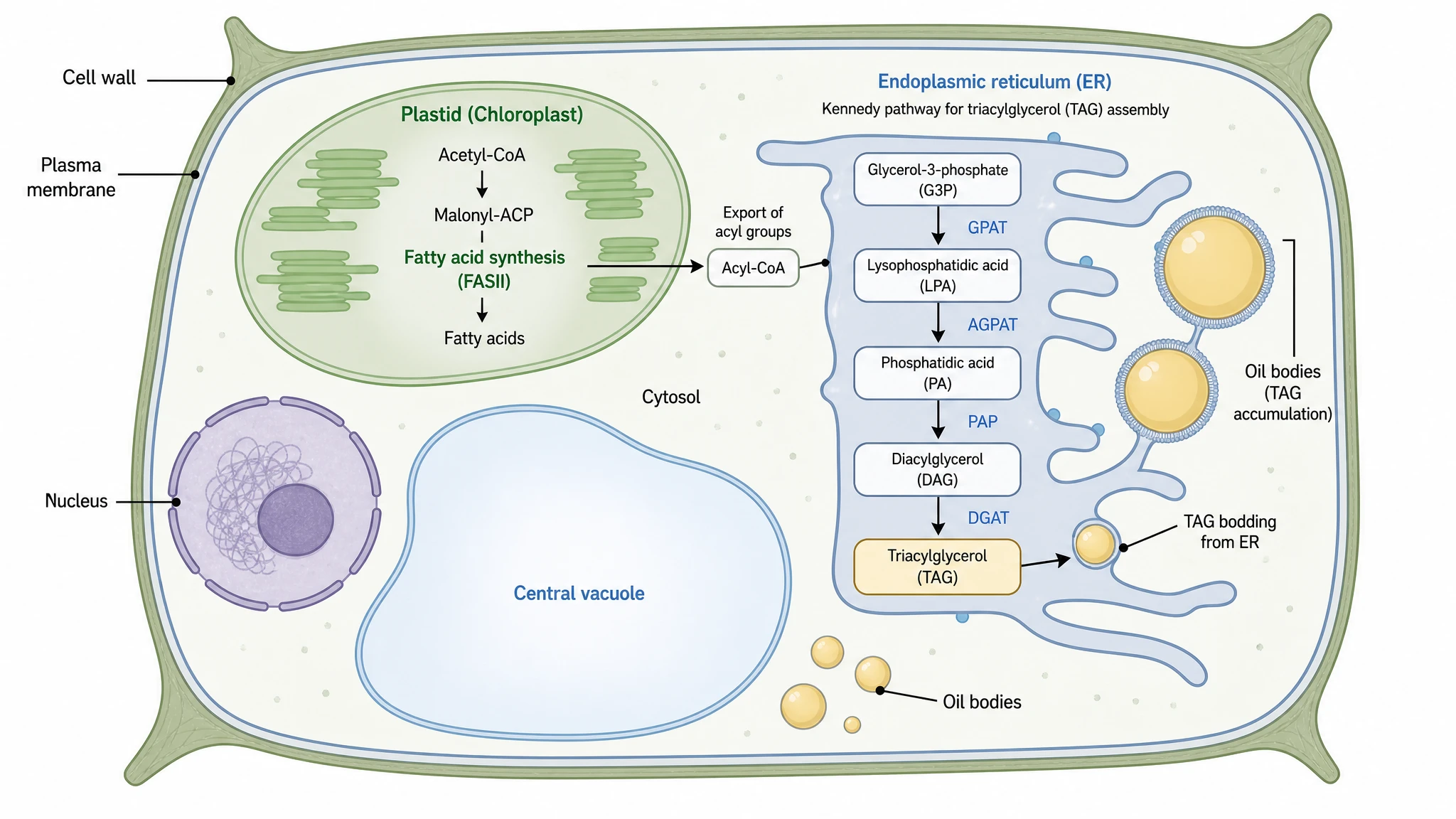 Plant cell context diagram of triglyceride synthesis from plastid fatty acids to ER Kennedy pathway and oil bodies (Figure generated with SciFig)