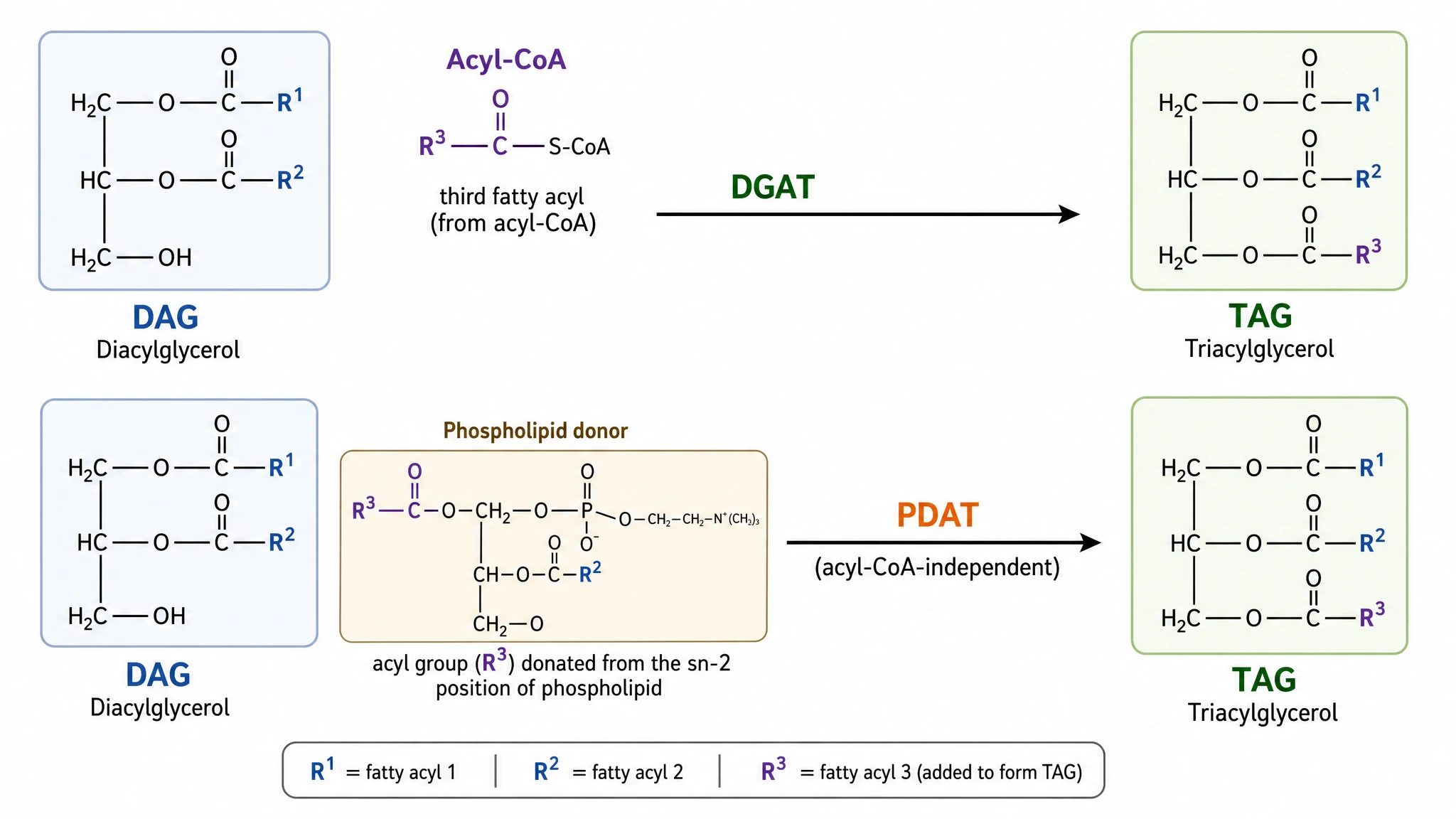 Diagram of the DAG to TAG conversion by DGAT with the alternative PDAT route labeled (Figure generated with SciFig)
