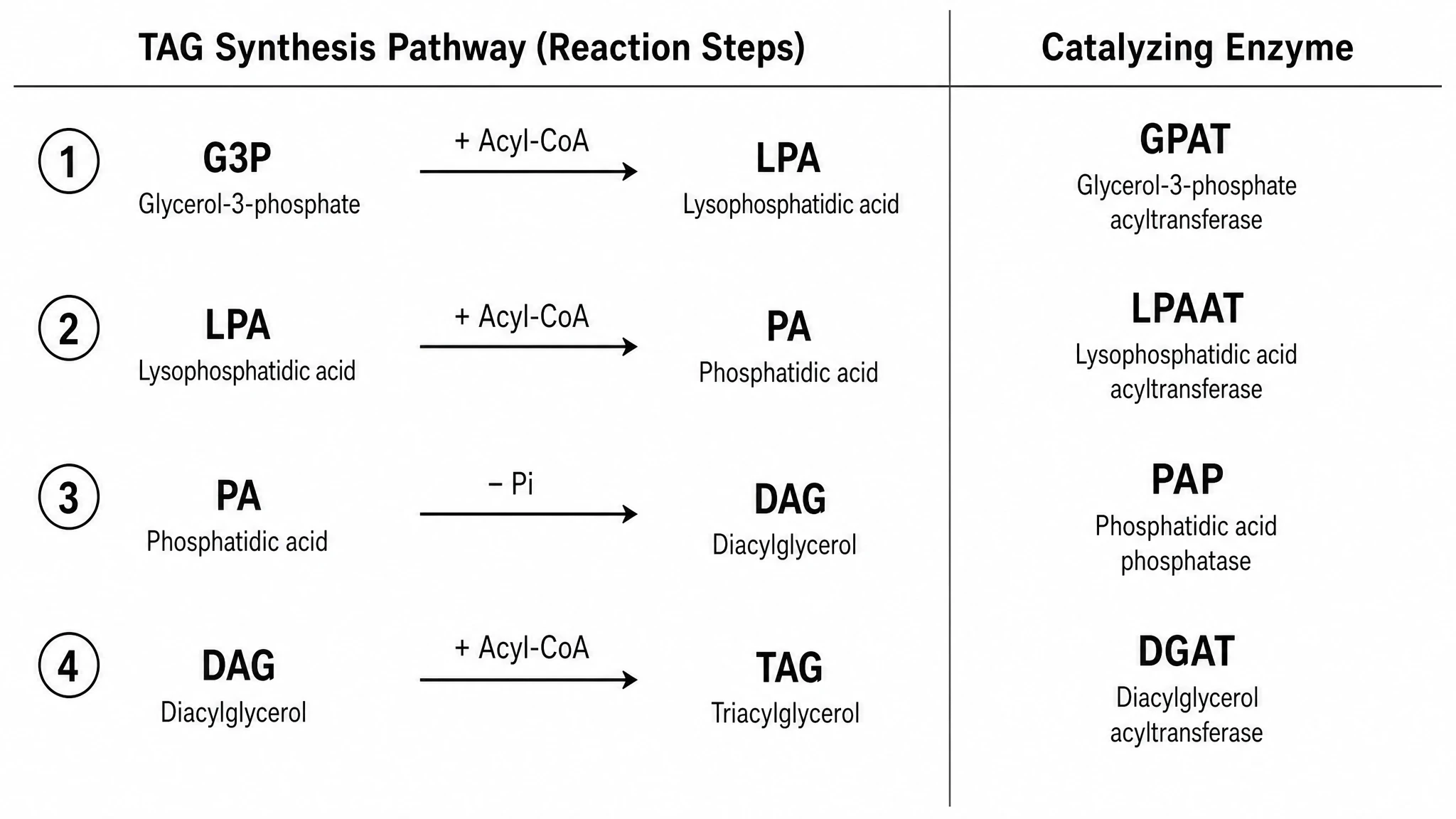 Labeled TAG synthesis pathway map pairing each step with its enzyme GPAT, LPAAT, PAP, and DGAT (Figure generated with SciFig)