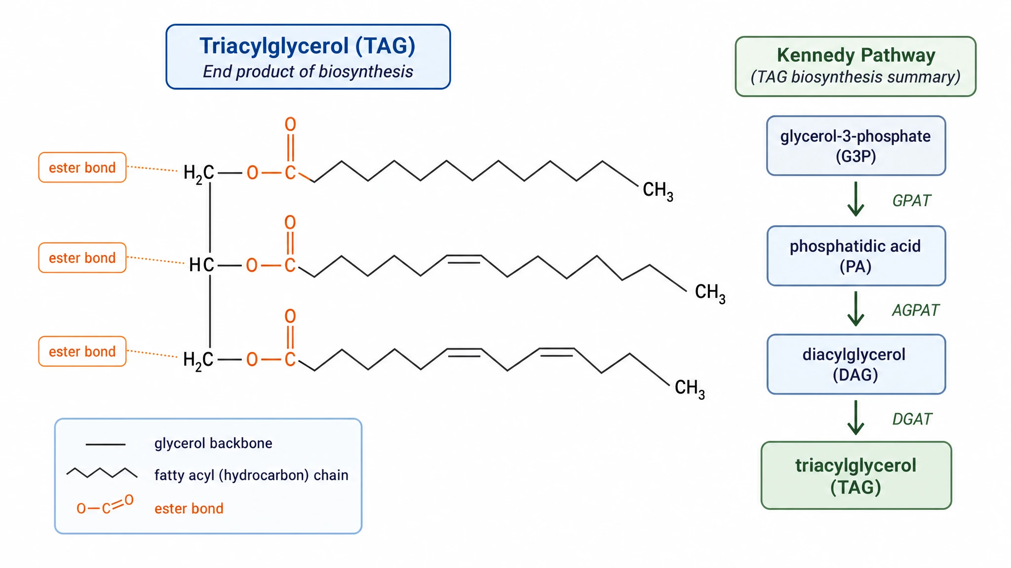Schematic of a triacylglycerol molecule with glycerol backbone and three fatty acid chains as the biosynthesis end product (Figure generated with SciFig)