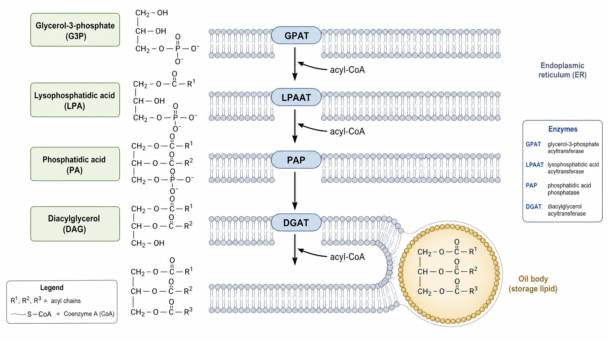 Triacylglycerol TAG biosynthesis pathway in a plant cell tracing the Kennedy pathway from G3P through LPA, PA, and DAG to TAG with enzymes labeled (Figure generated with SciFig)
