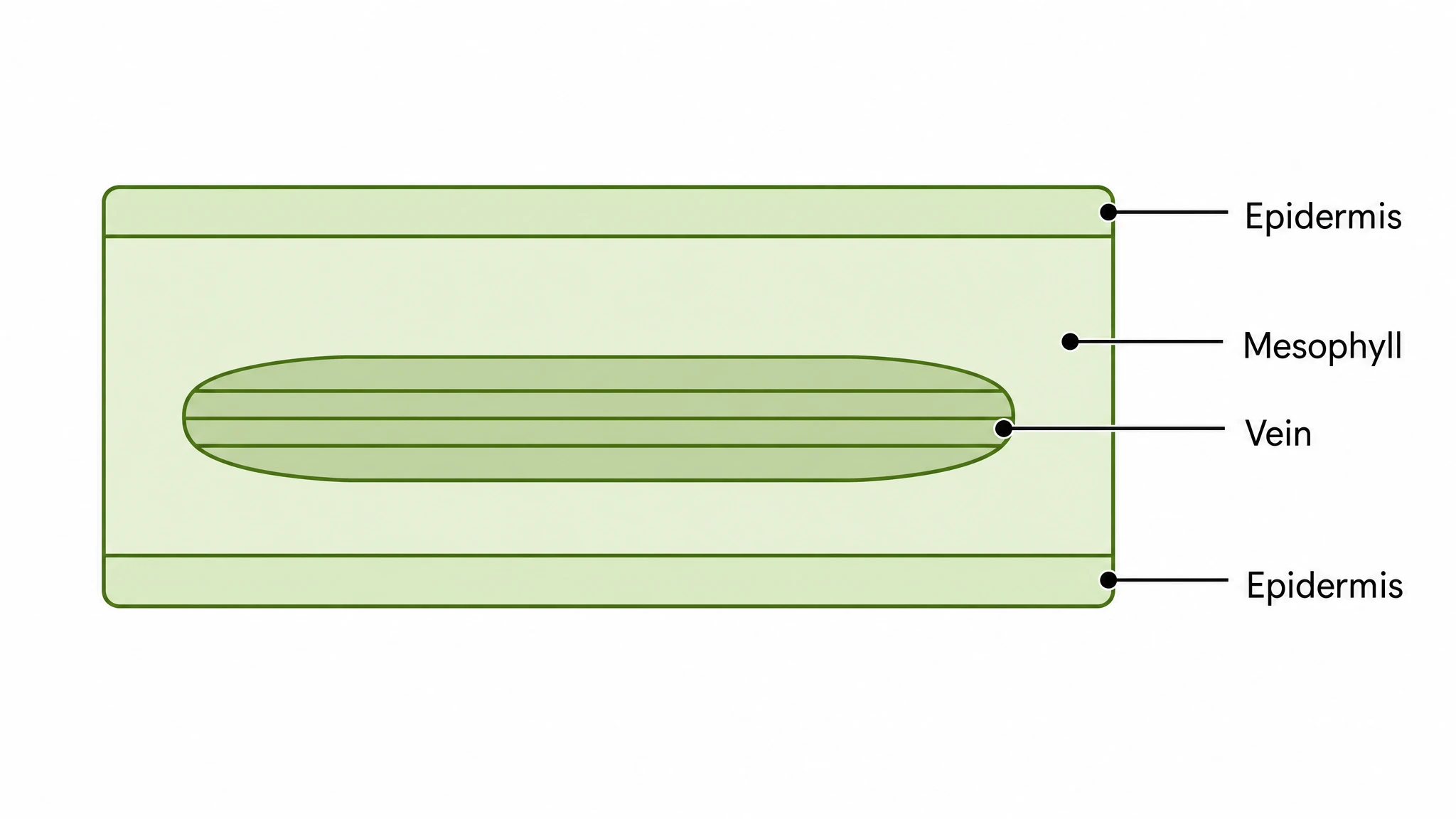 Simple cross section of a leaf showing just the epidermis, mesophyll, and vein for introductory biology (Figure generated with SciFig)