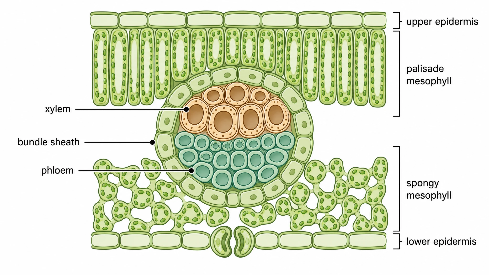Cross section of a leaf structure focused on the vascular bundle showing xylem, phloem, and bundle sheath cells (Figure generated with SciFig)