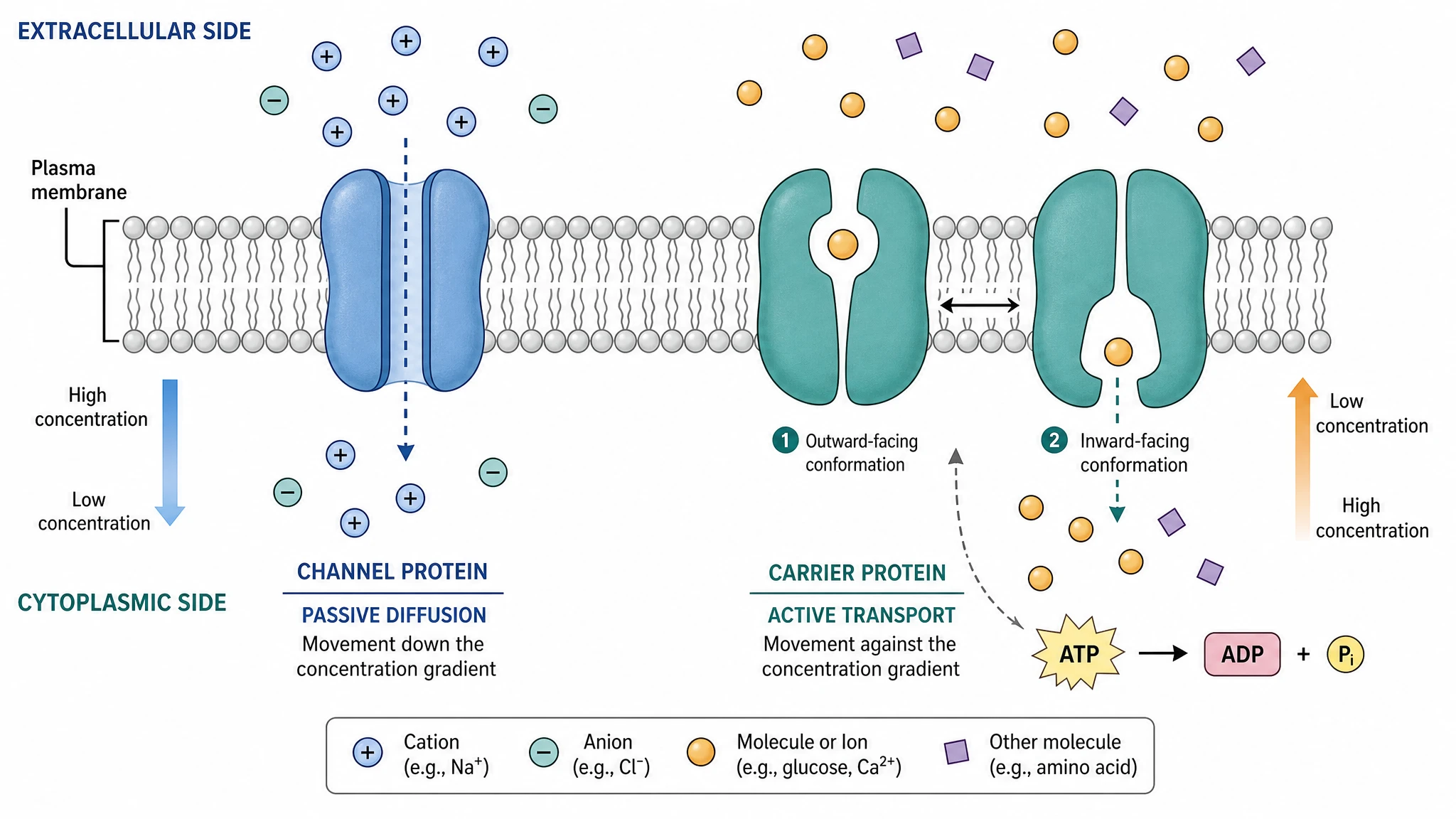 Diagram of transport proteins showing a channel protein and a carrier protein moving molecules across the membrane (Figure generated with SciFig)