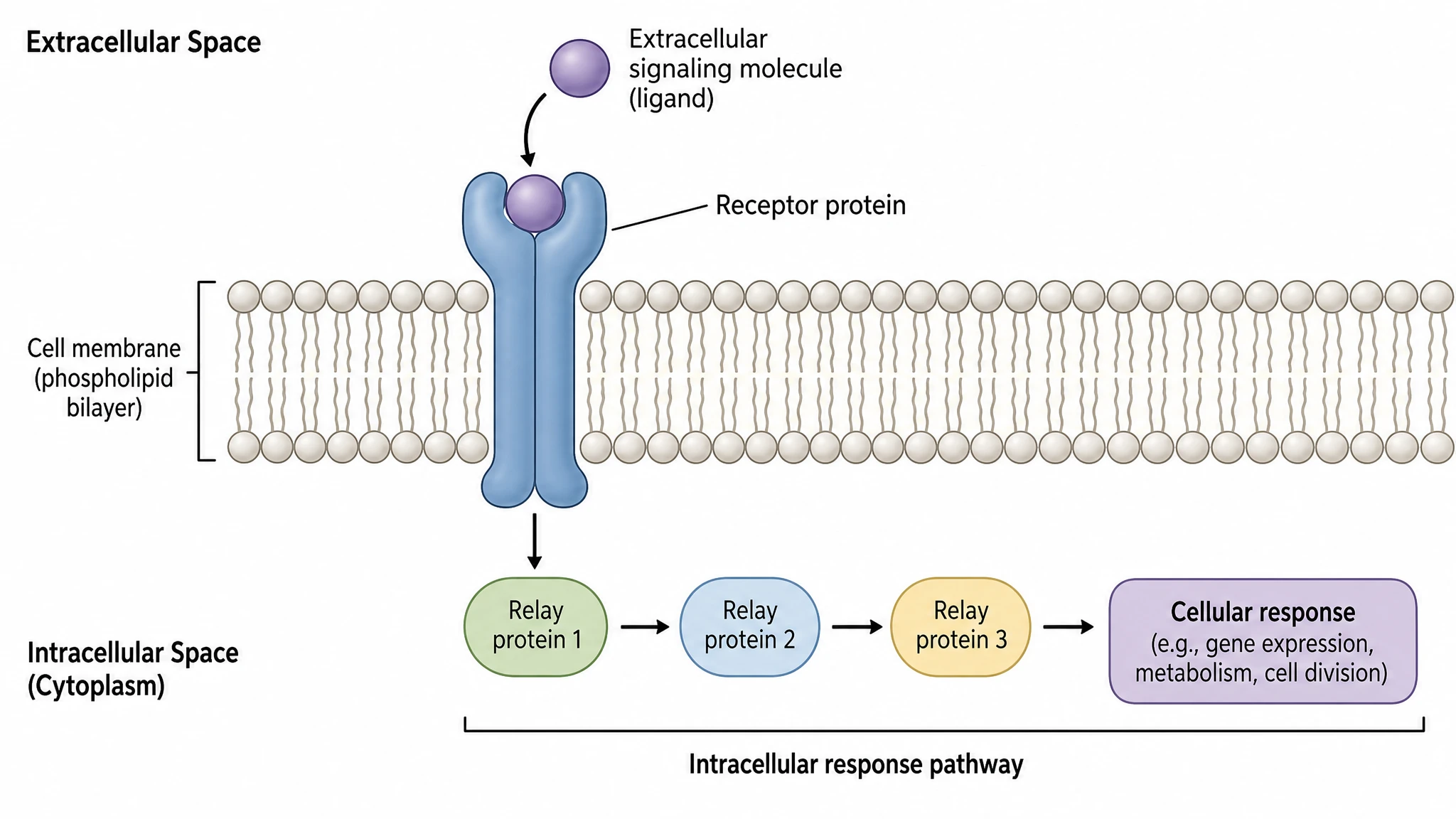 Diagram of a membrane receptor protein binding a signaling molecule and triggering an intracellular response (Figure generated with SciFig)