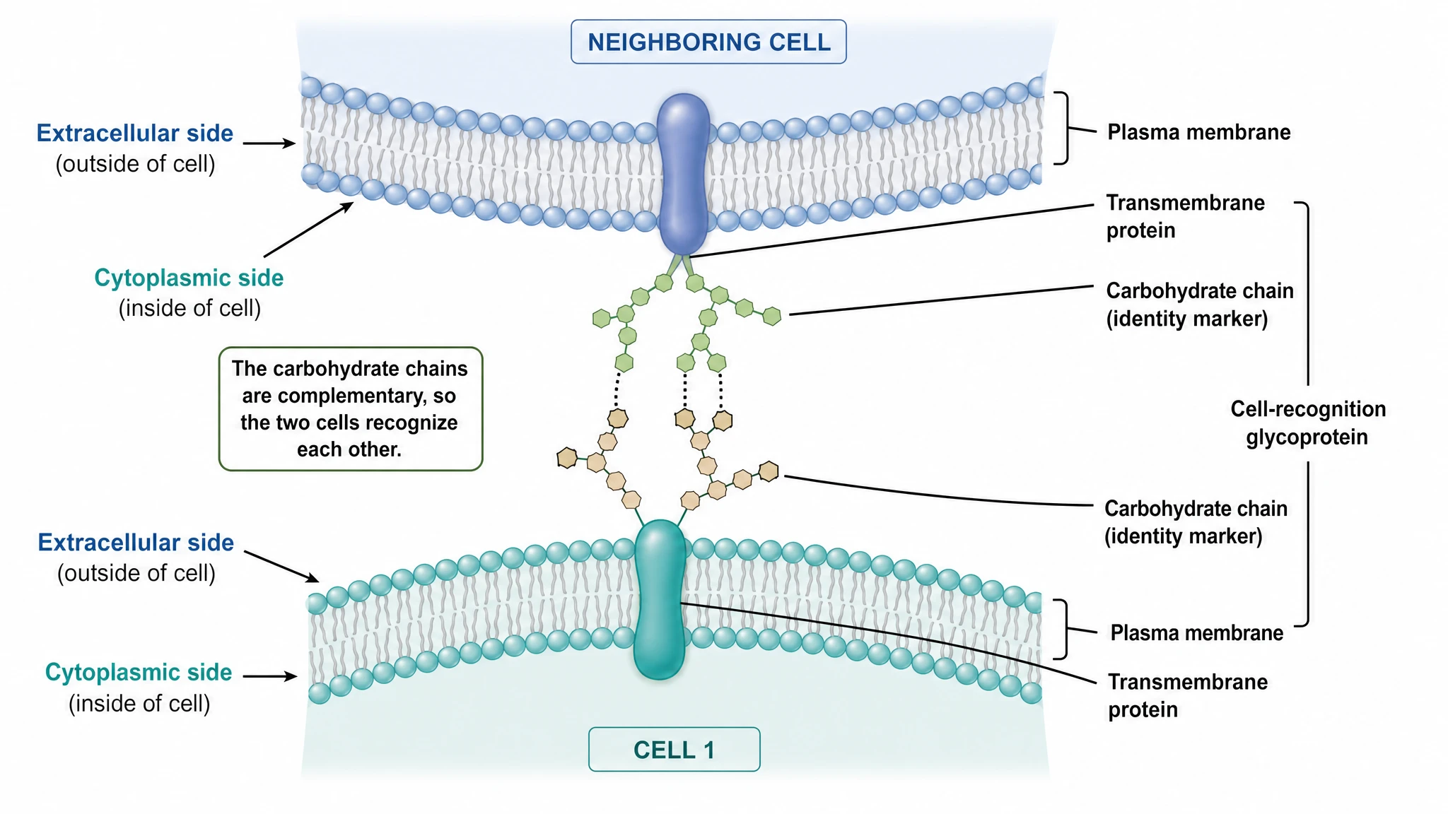 Diagram of a cell-recognition glycoprotein with carbohydrate chains acting as an identity marker between two cells (Figure generated with SciFig)