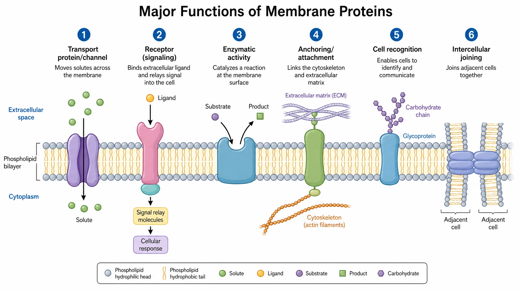 Summary overview of the major functions of membrane proteins across a single phospholipid bilayer (Figure generated with SciFig)
