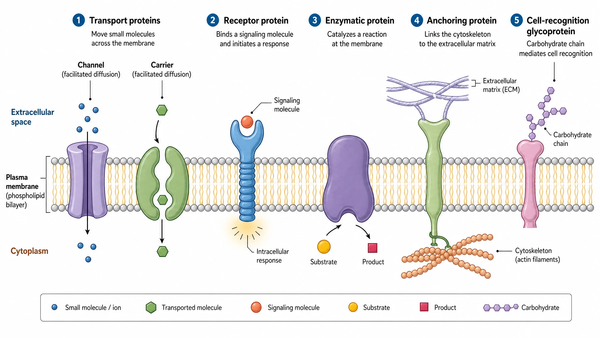 Diagram of membrane protein functions in a phospholipid bilayer showing transport, receptor, enzymatic, anchoring, and cell-recognition proteins (Figure generated with SciFig)