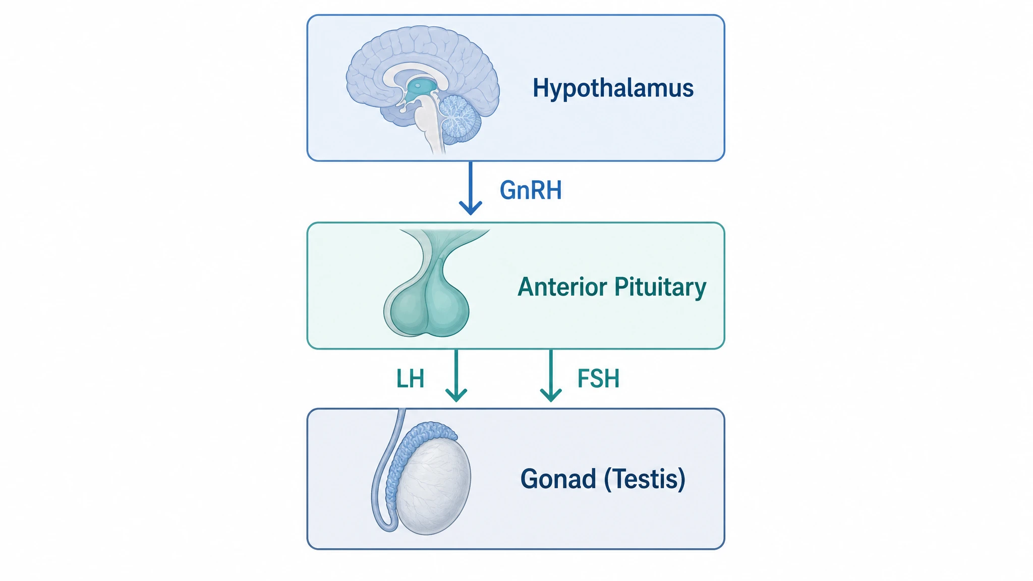 Overview of the HPG axis with hypothalamus, pituitary, and testis connected by GnRH, LH, and FSH arrows (Figure generated with SciFig)