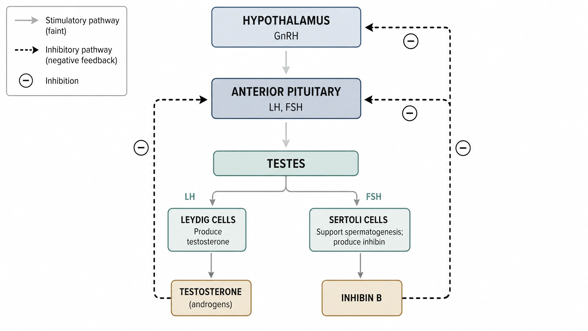 Negative-feedback loops of the male HPG axis showing testosterone and inhibin inhibiting the hypothalamus and pituitary (Figure generated with SciFig)
