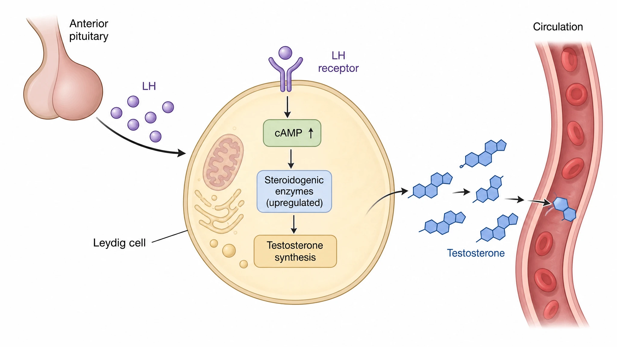 LH acting on a testicular Leydig cell to stimulate testosterone production in the male HPG axis (Figure generated with SciFig)