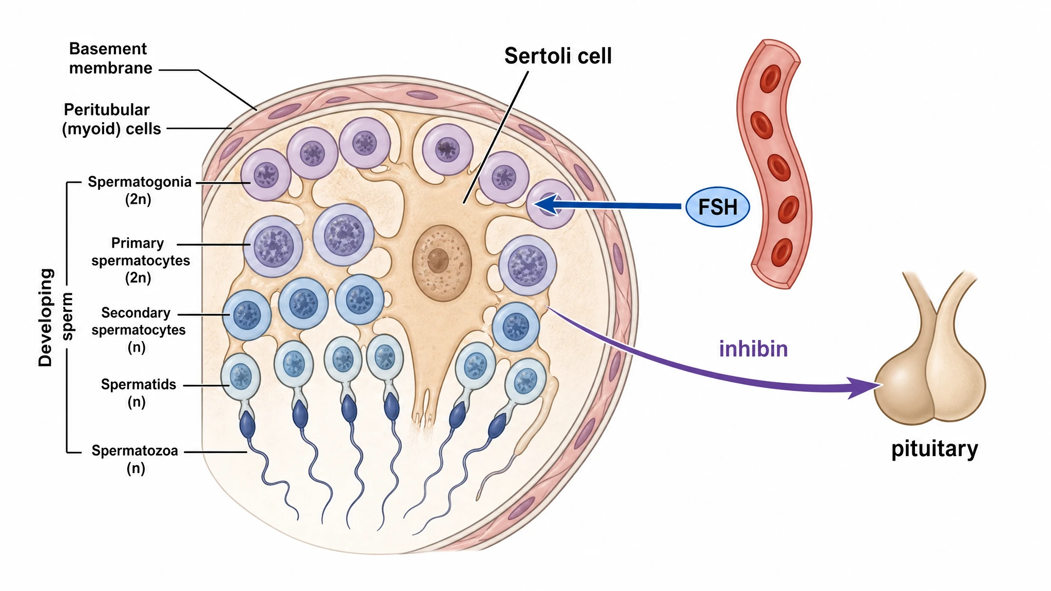 FSH acting on a Sertoli cell to support spermatogenesis and release inhibin in the male HPG axis (Figure generated with SciFig)