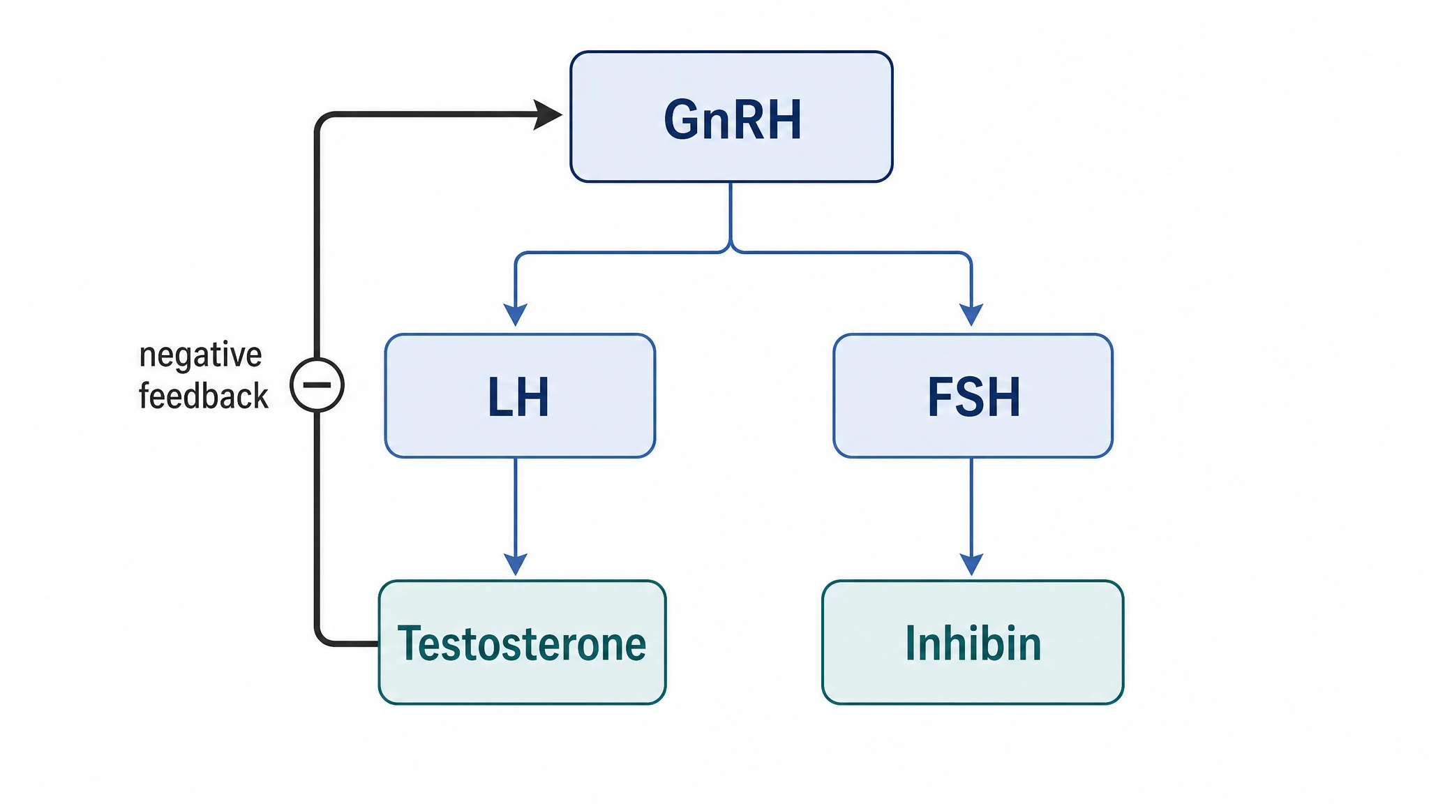 Hormone cascade of the male HPG axis from GnRH to LH, FSH, testosterone, and inhibin with a testosterone feedback arrow (Figure generated with SciFig)