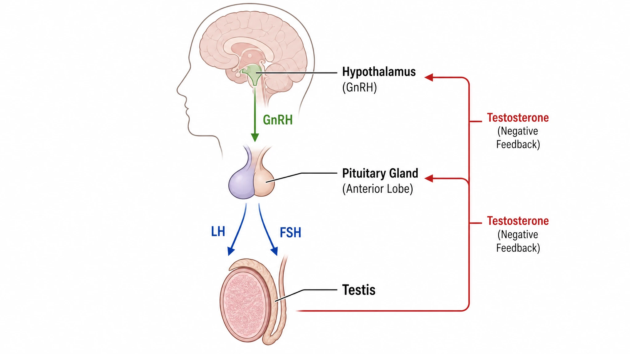 Anatomical HPG axis figure linking hypothalamus and pituitary in the head to the testis by hormone arrows (Figure generated with SciFig)