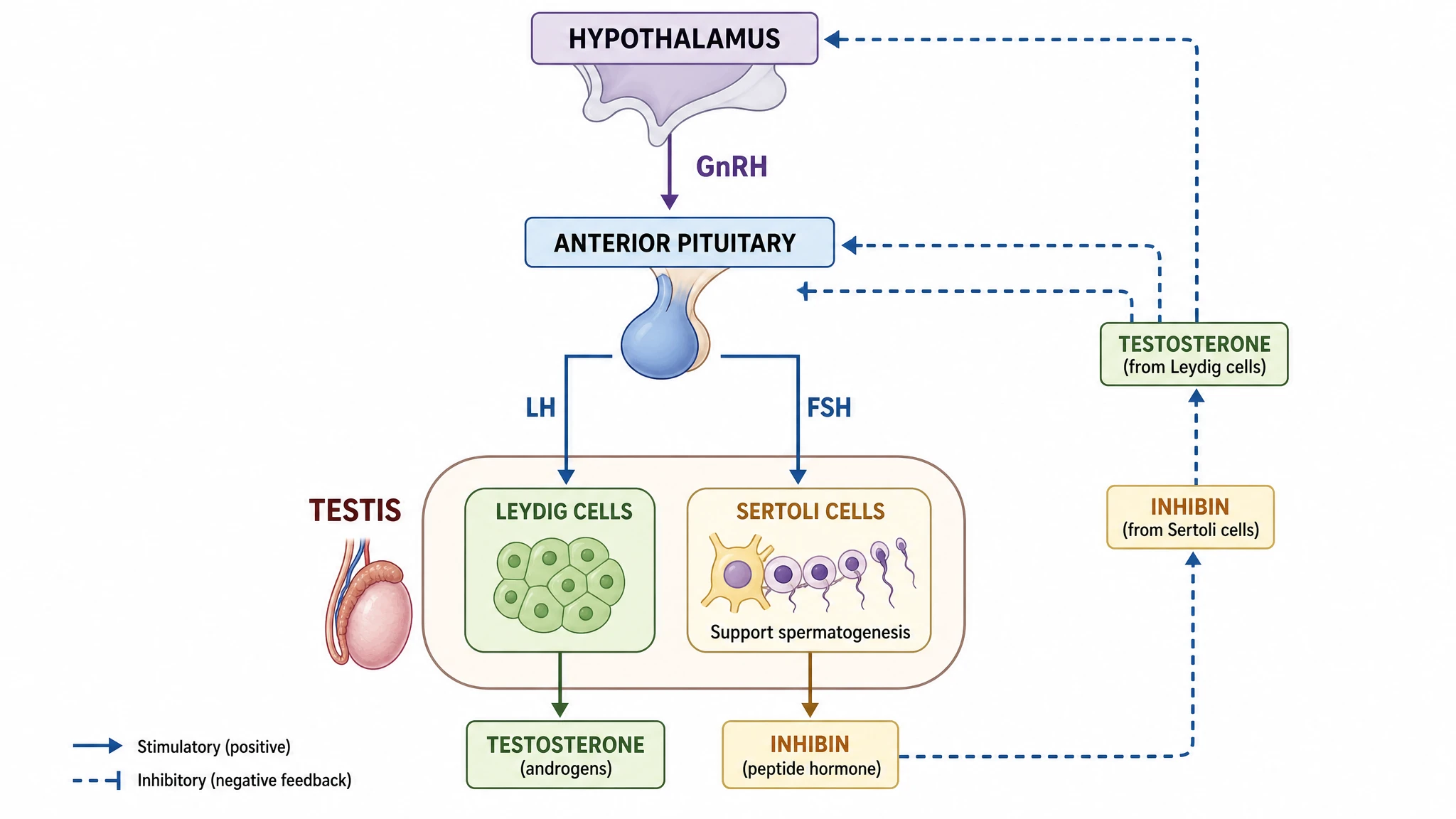 Male HPG axis diagram showing GnRH, LH, FSH, testosterone, and inhibin with stimulatory and negative-feedback arrows between hypothalamus, pituitary, and testis (Figure generated with SciFig)