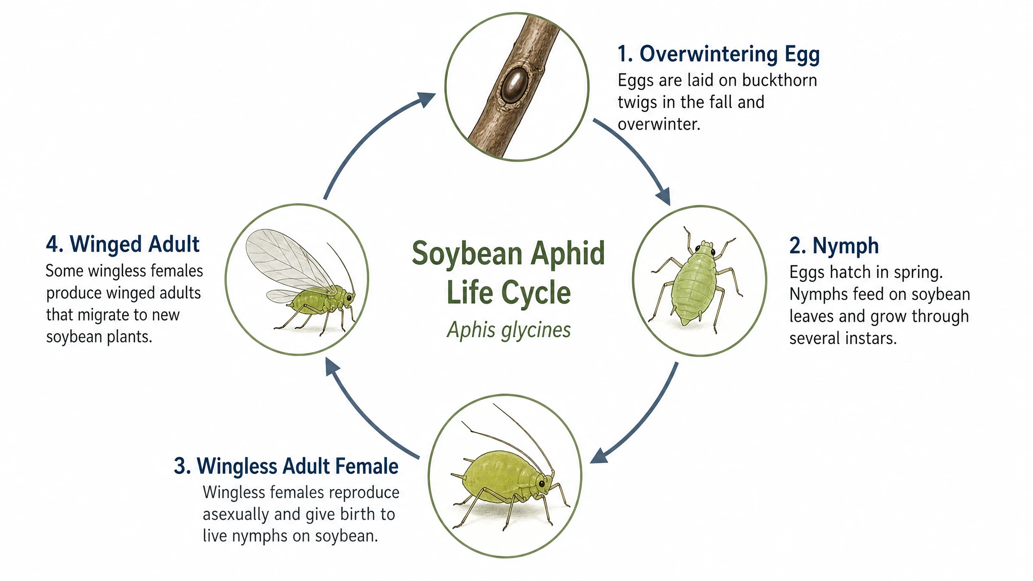 Simplified circular soybean aphid life cycle with egg, nymph, wingless adult, and winged adult stages (Figure generated with SciFig)