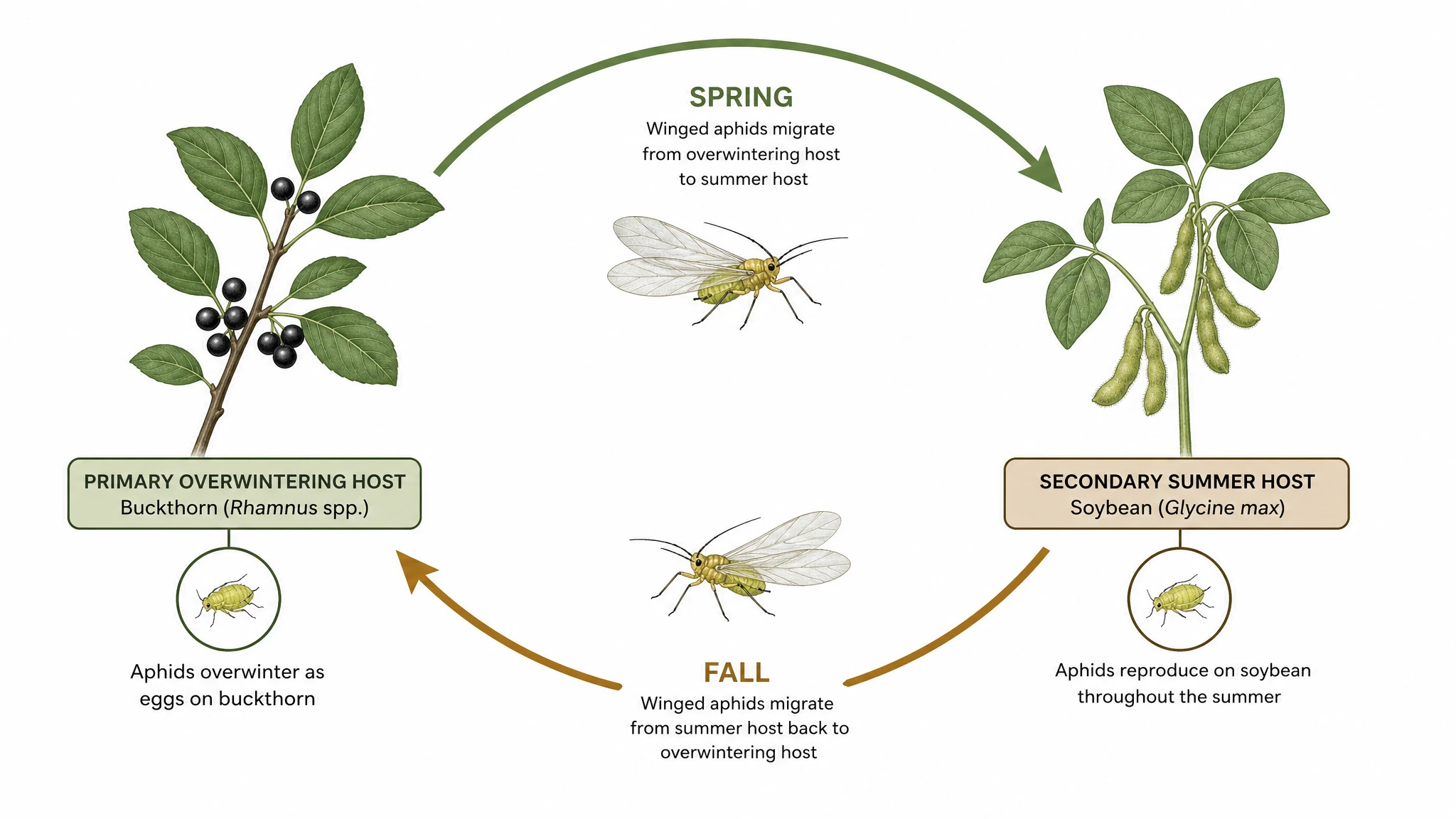 Host-alternation diagram of soybean aphids migrating between buckthorn and soybean plants by season (Figure generated with SciFig)